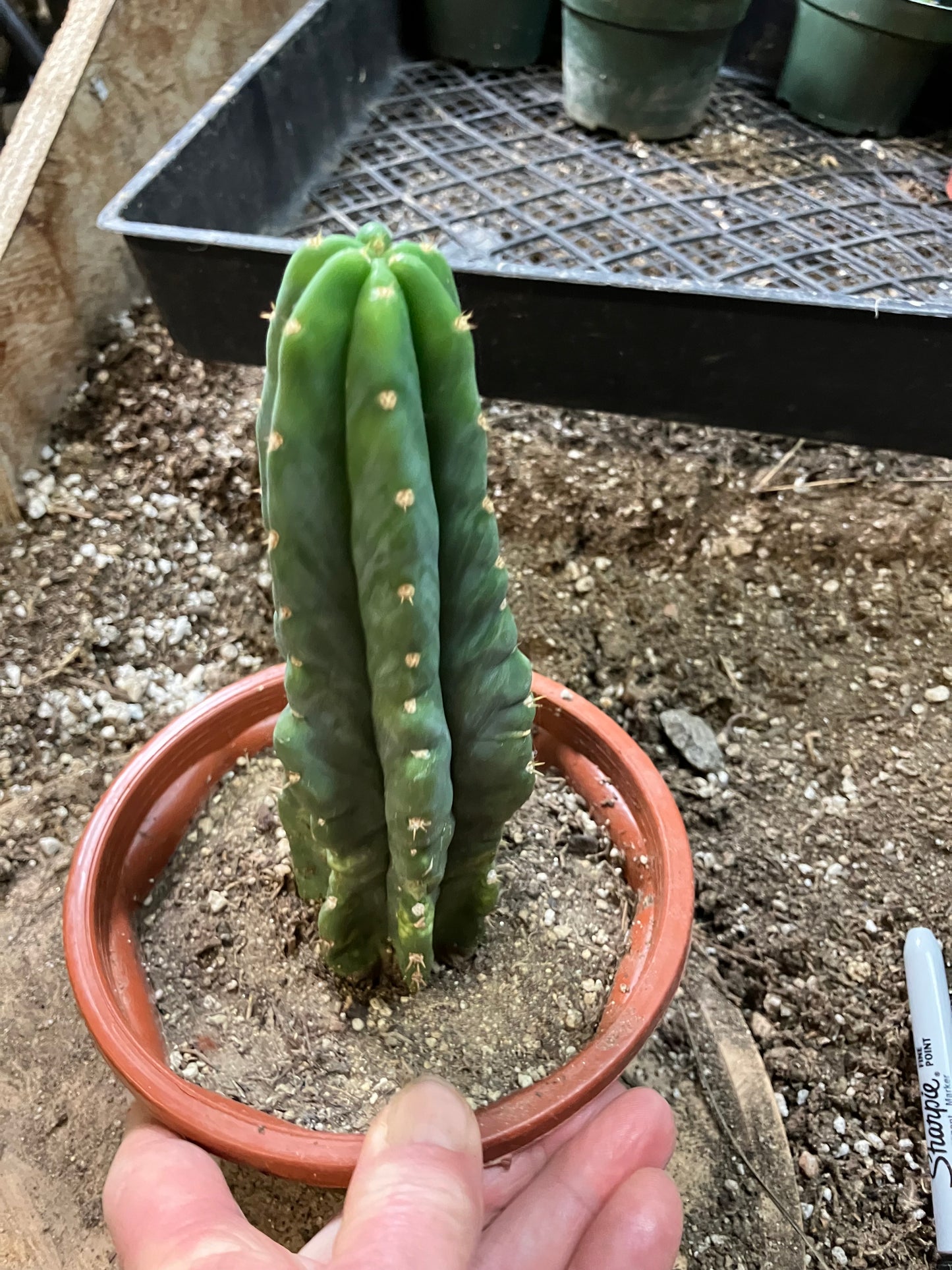 San Pedro Cactus - Trichocereus pachanoi 7"Tall #7Y