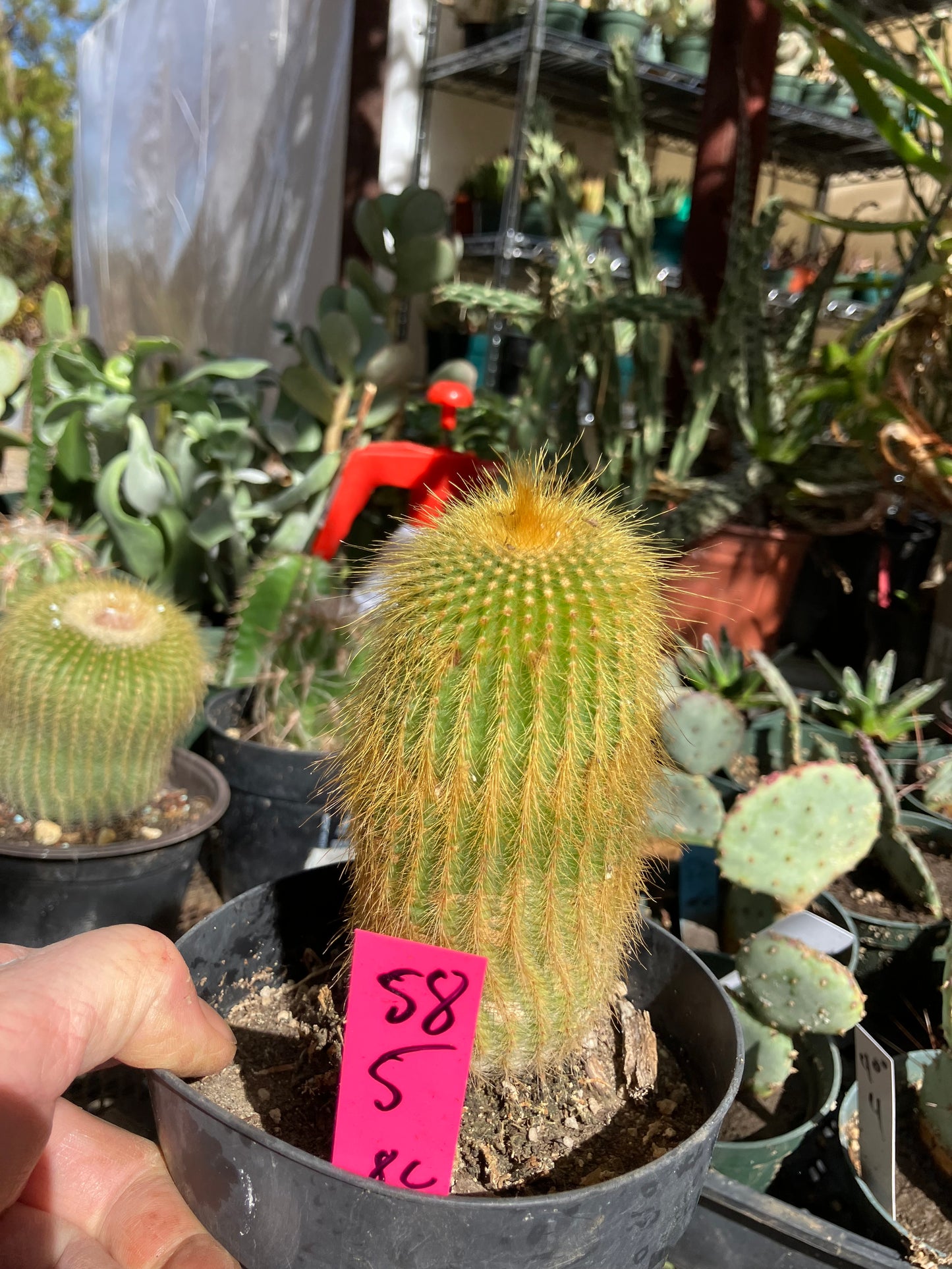 Notocactus leninghausii 5"Tall Cactus #58P