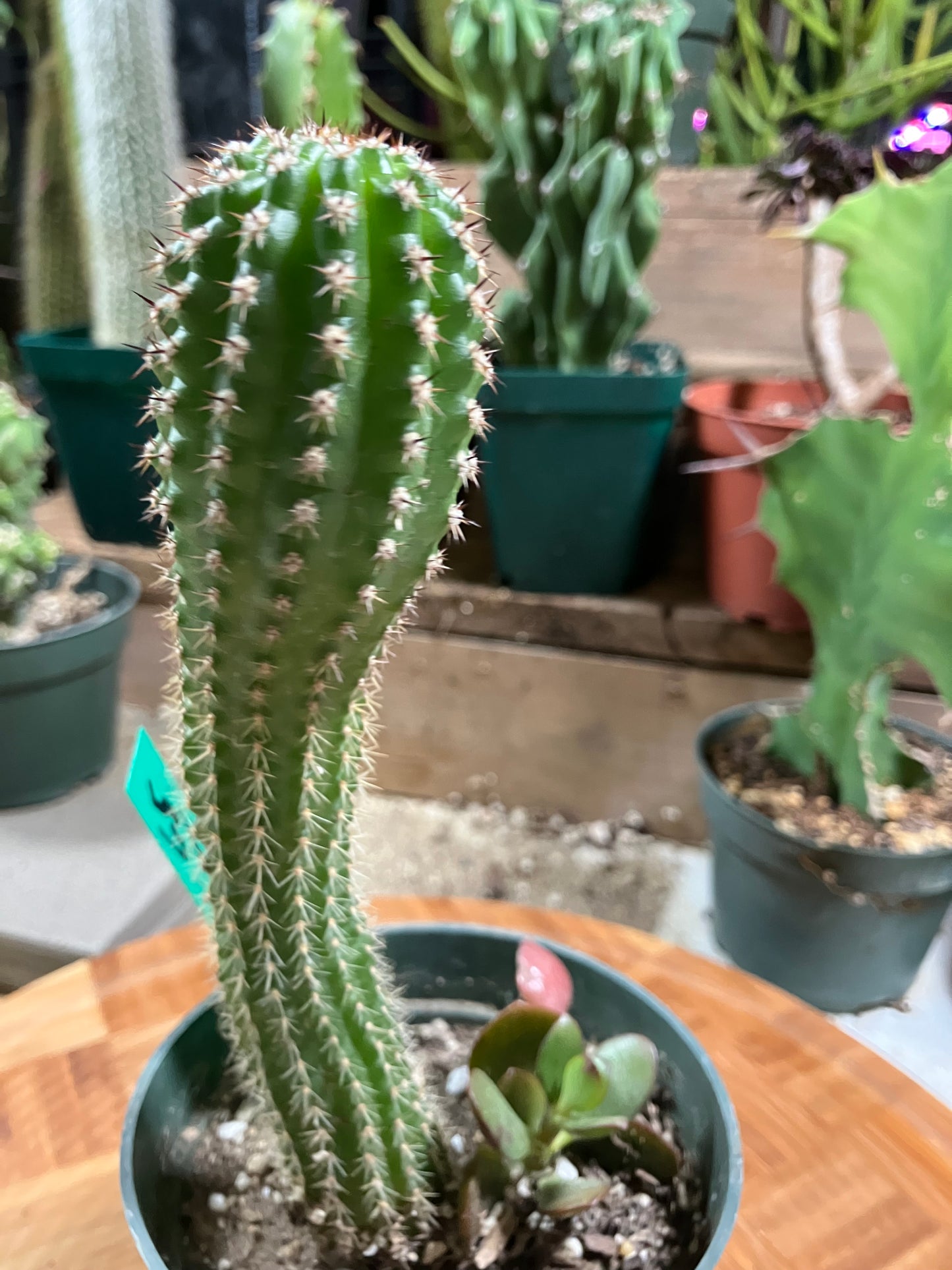 Pachycereus pecten-aboriginum Indian Comb Cactus 6.5"Tall #65G