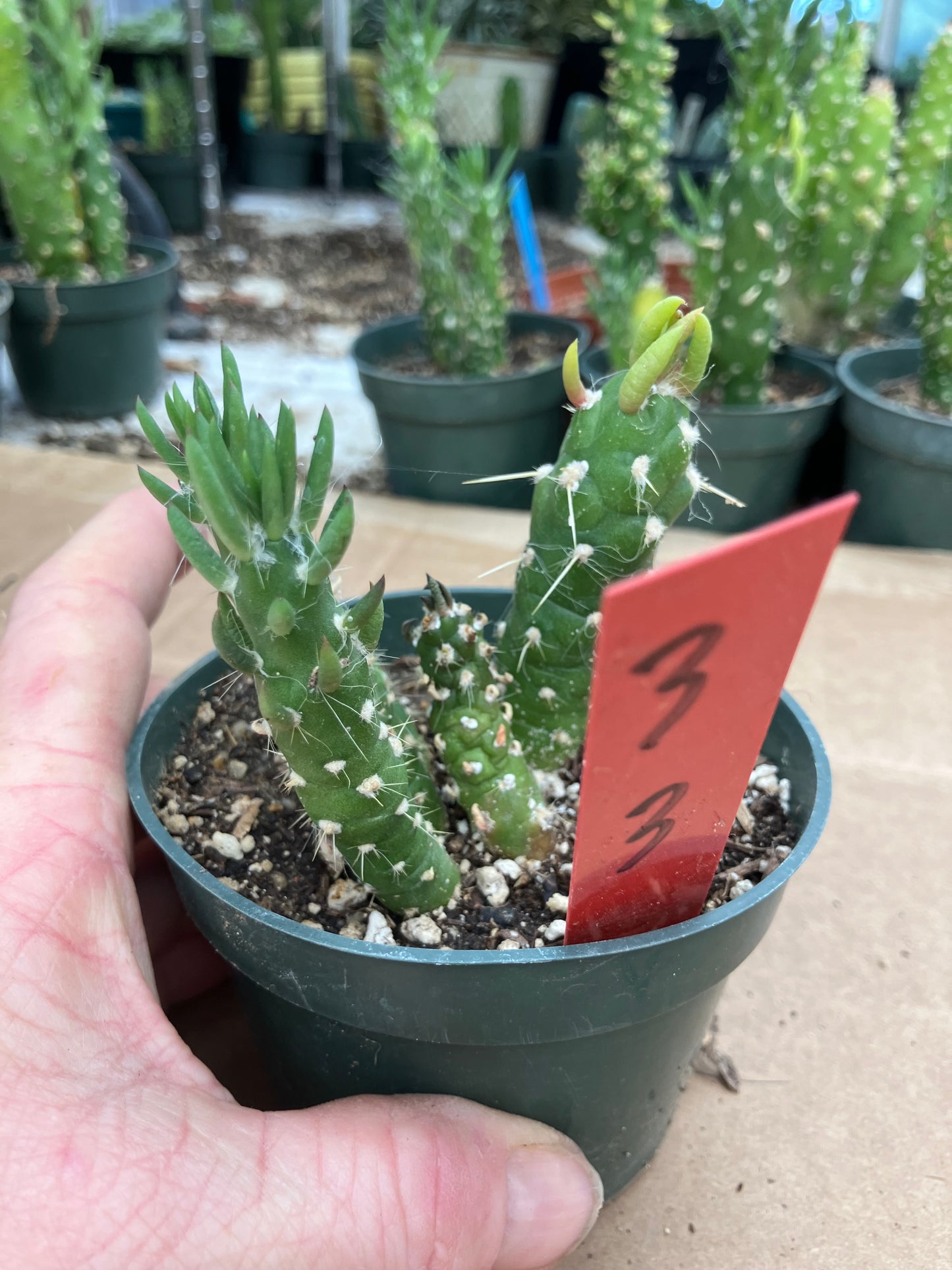 Austrocylindropuntia Cactus Gumbi Mini Eve's Needle 3"Tall #3R