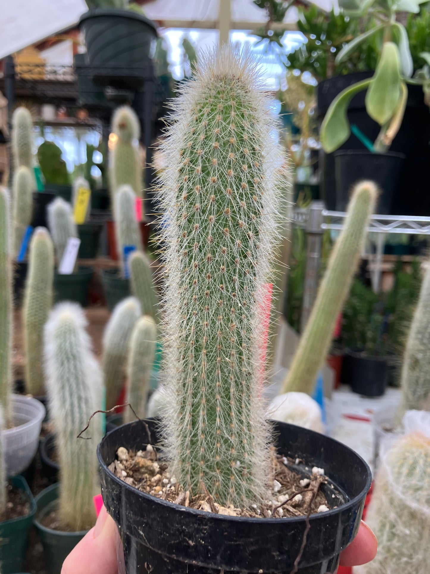 Cleistocactus tupizensis Silver Pole/Torch Cactus 5.5”Tall #82R