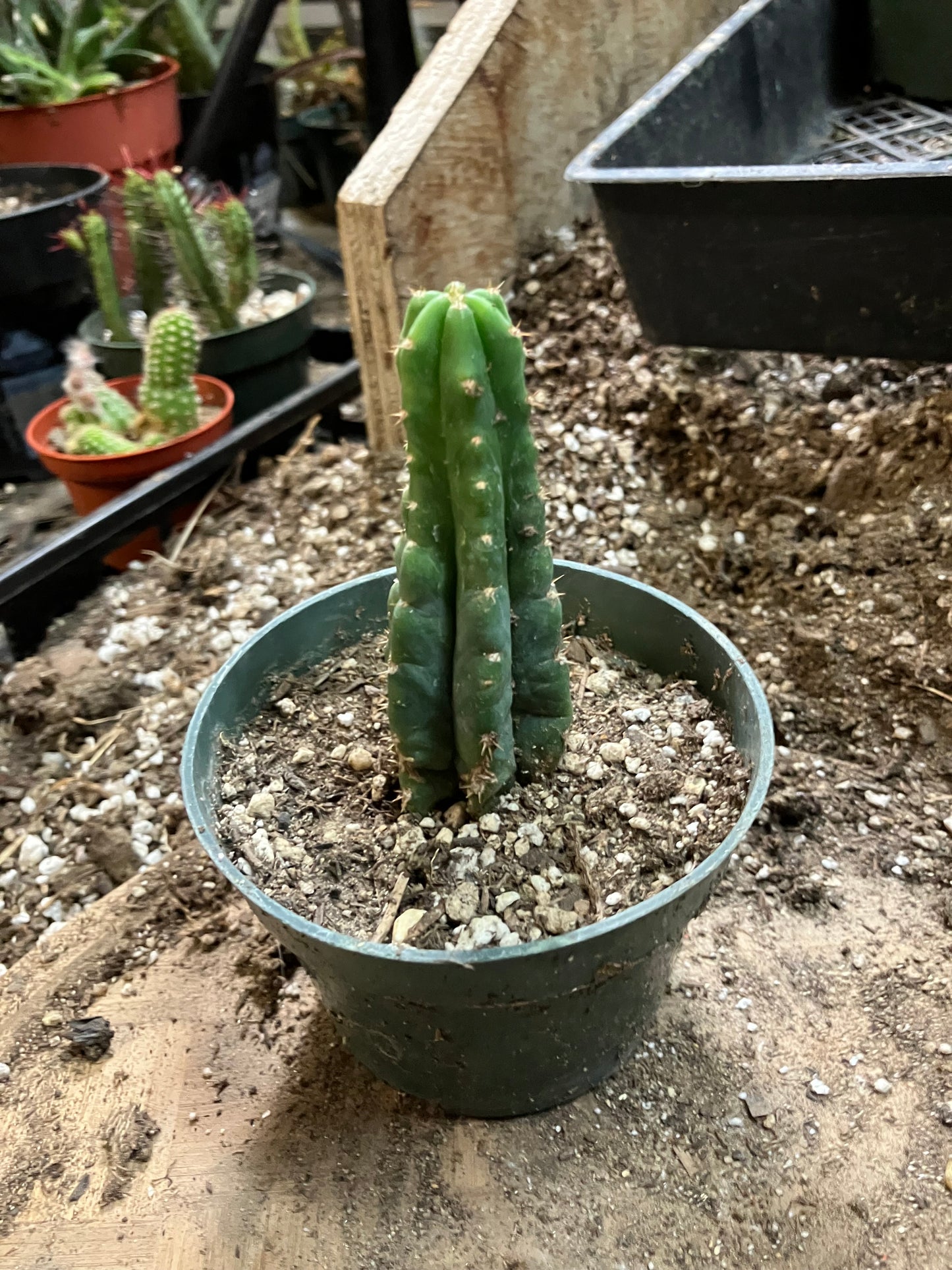 San Pedro Cactus - Trichocereus pachanoi 3.5" Tall #33W