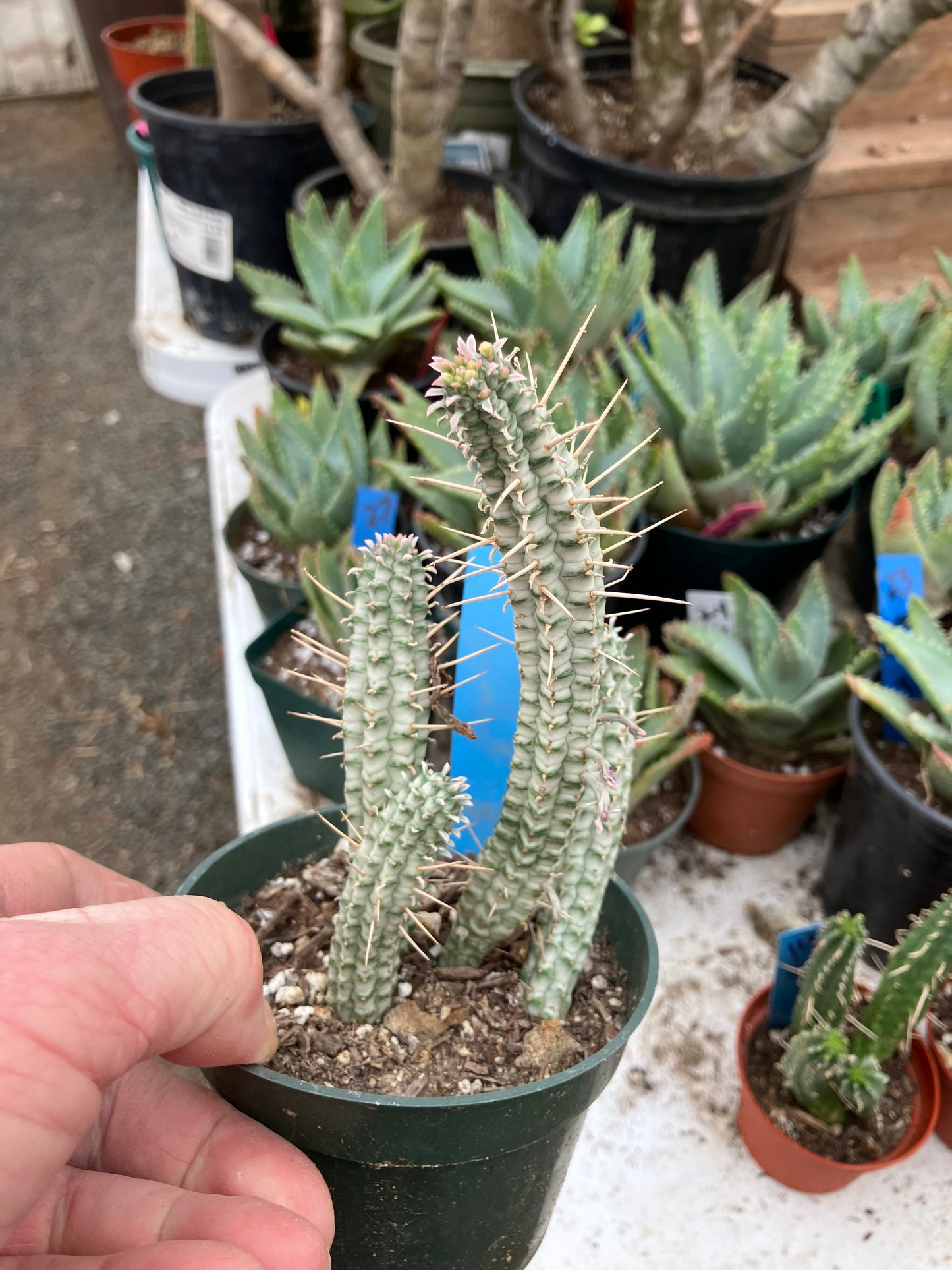 Euphorbia mammillaria variegata Corn Cob 6"Tall #20B