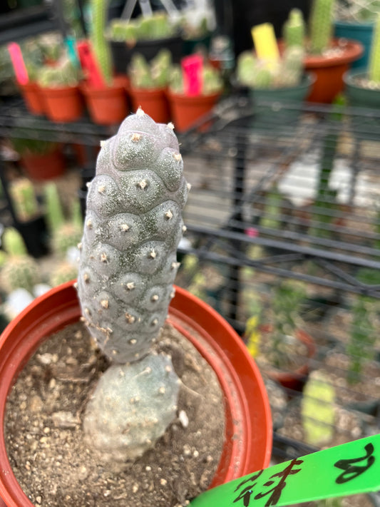 Pine Cone Cactus Tephrocactus~ articulatus  var. diadematus Pinecone 3.25"Tall #20g