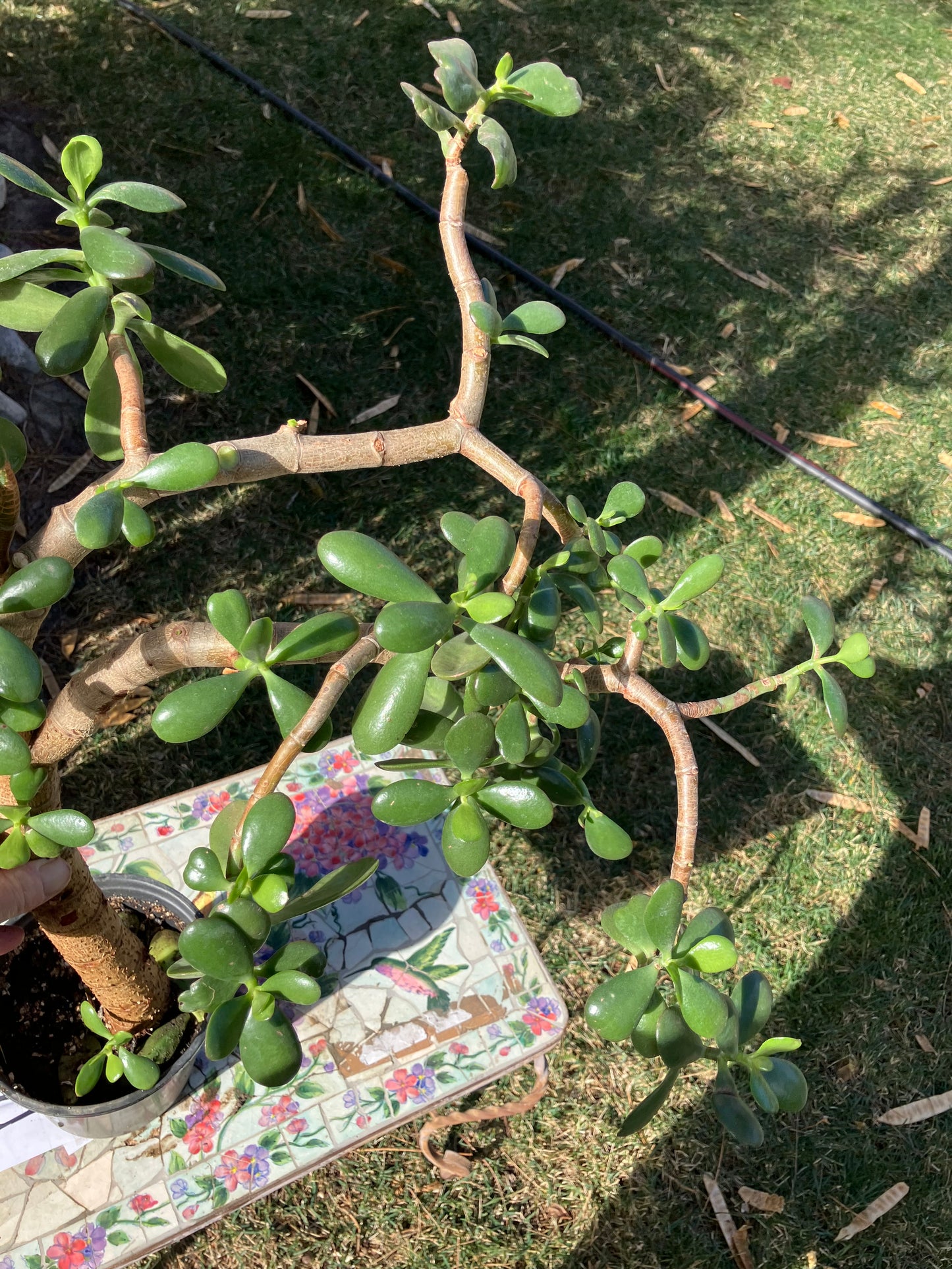 Crassula Ovata Money Jade 23”T 18W #3Y