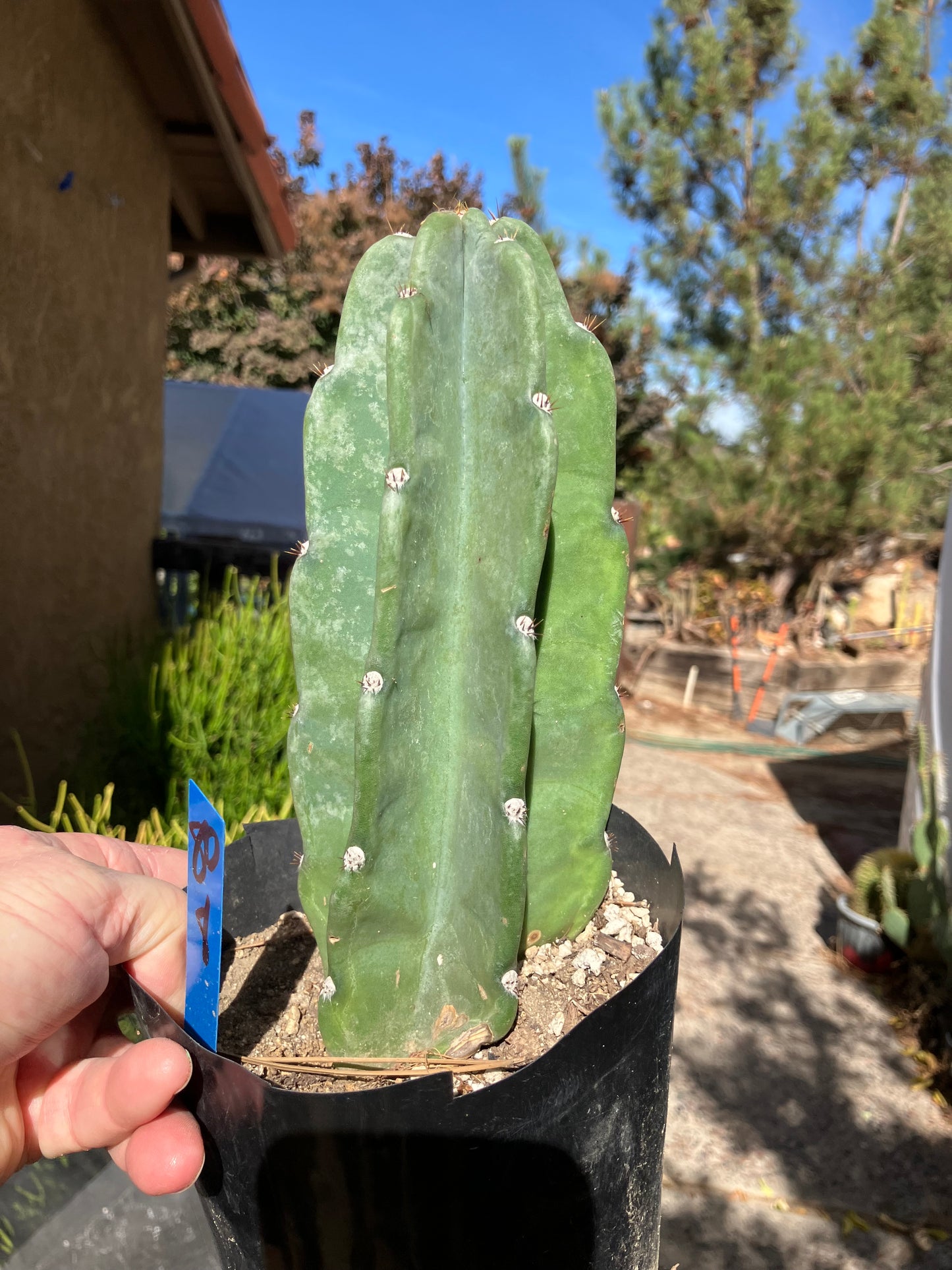 Cereus Peruvianus Night Blooming 8”Tall #80B