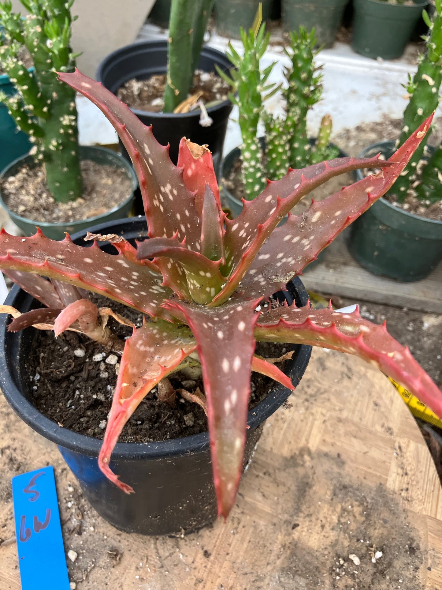 Aloe Hybrid Night Sky Reddens with Extreme temps 6"Wide This Exact Plant #5B