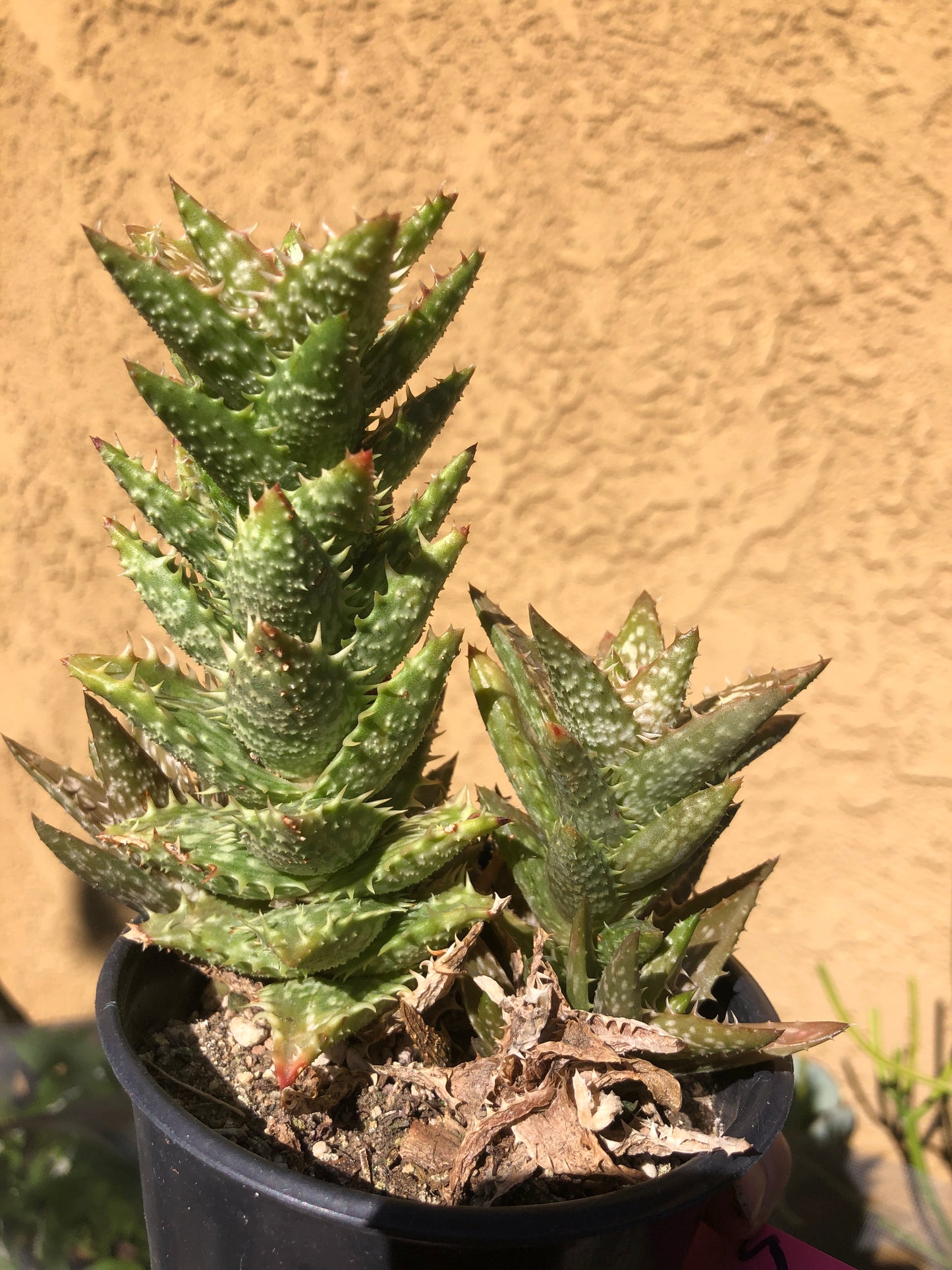 Aloe juvenna Tiger Tooth 5"Tall #52P