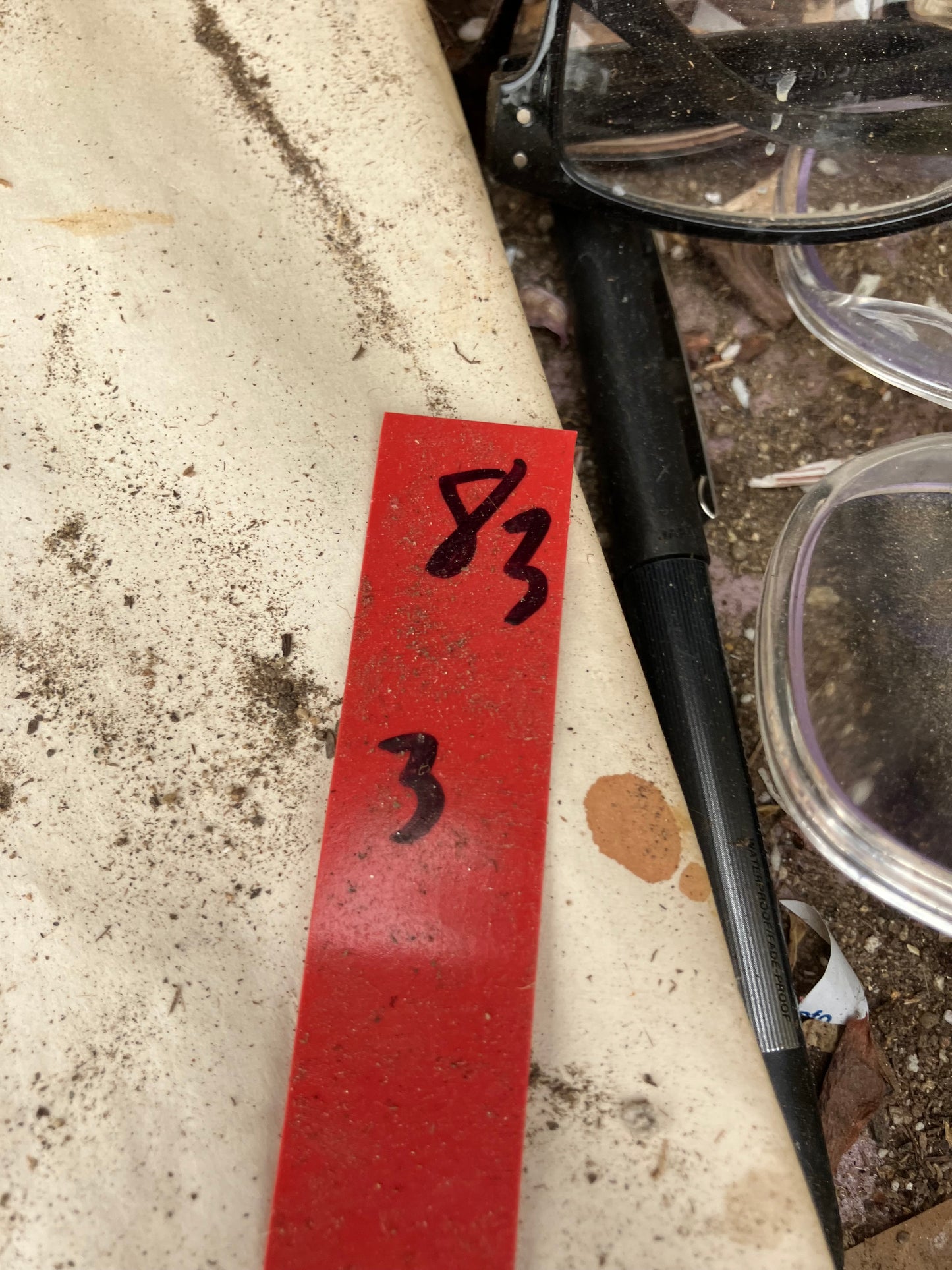 Opuntia Basilaris Beavertail Cactus 3"Tall #83R