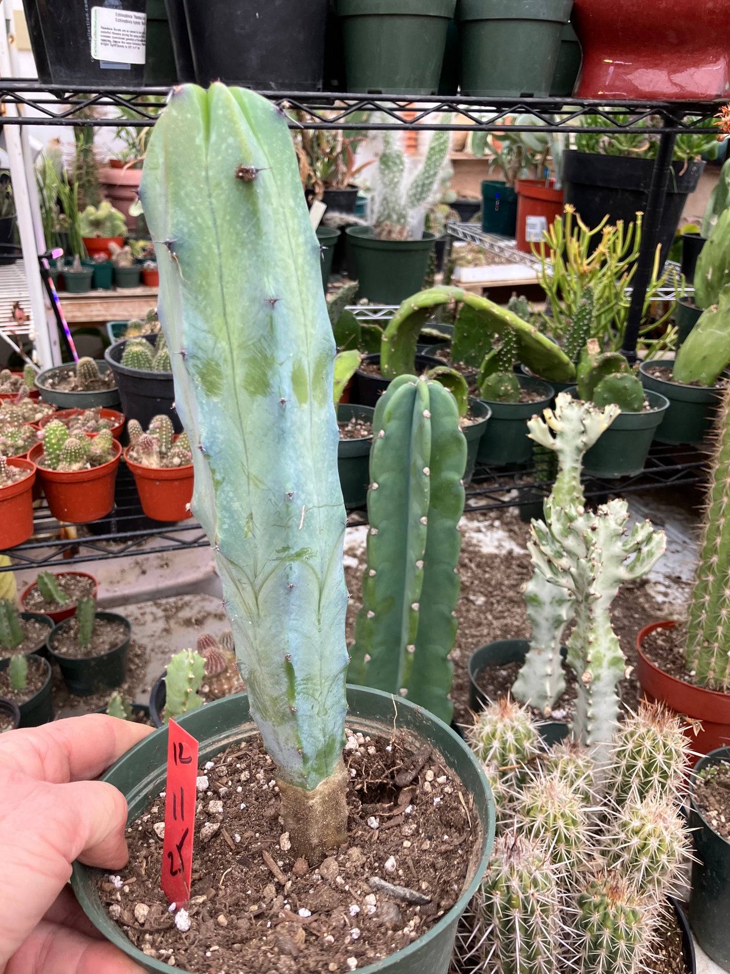 Myrtillocactus cochal Candelabra Cactus 11"Tall 2.5" Wide #12R