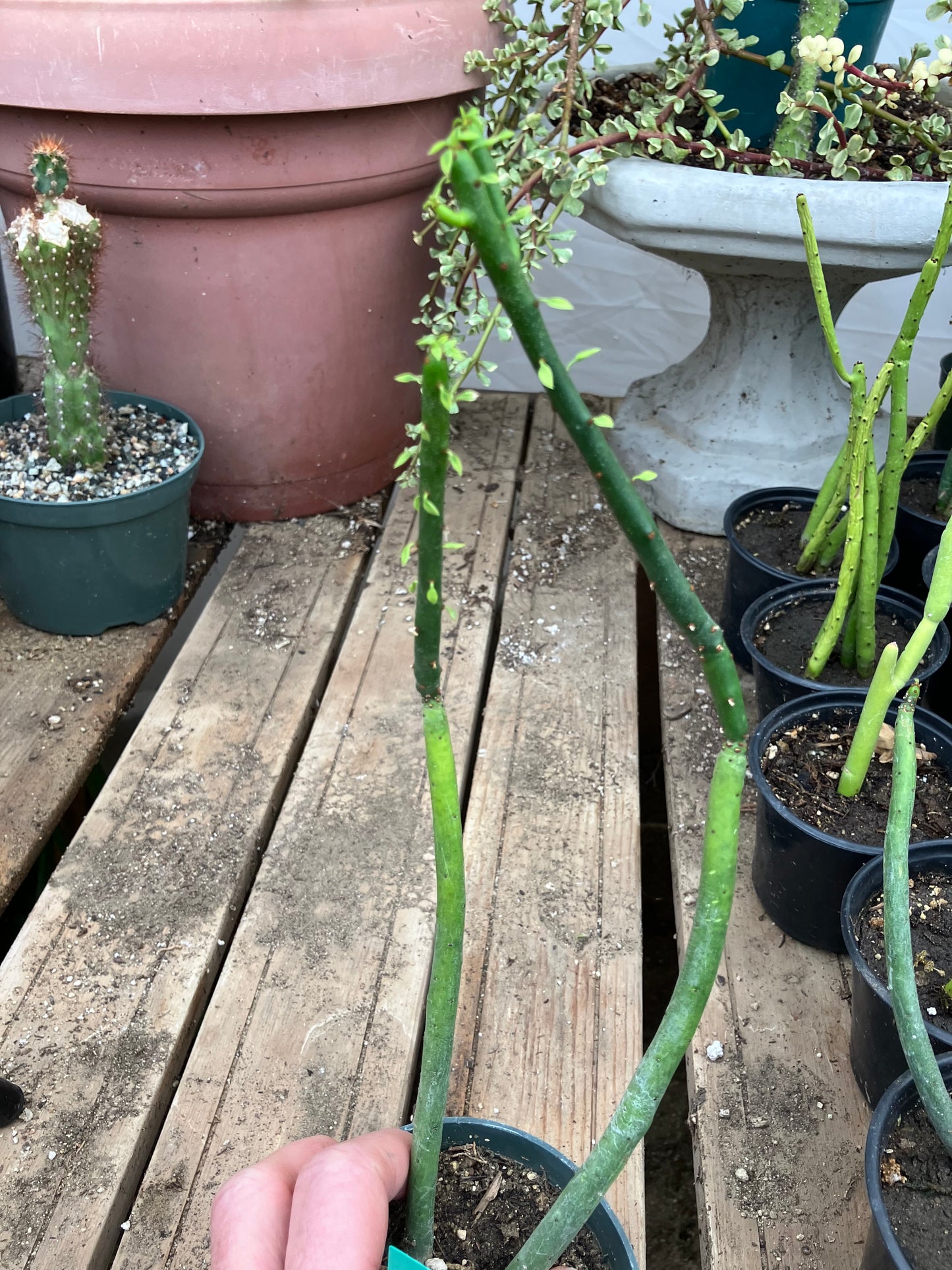 Euphorbia leucodendron Cat Tail 12" Tall #12G