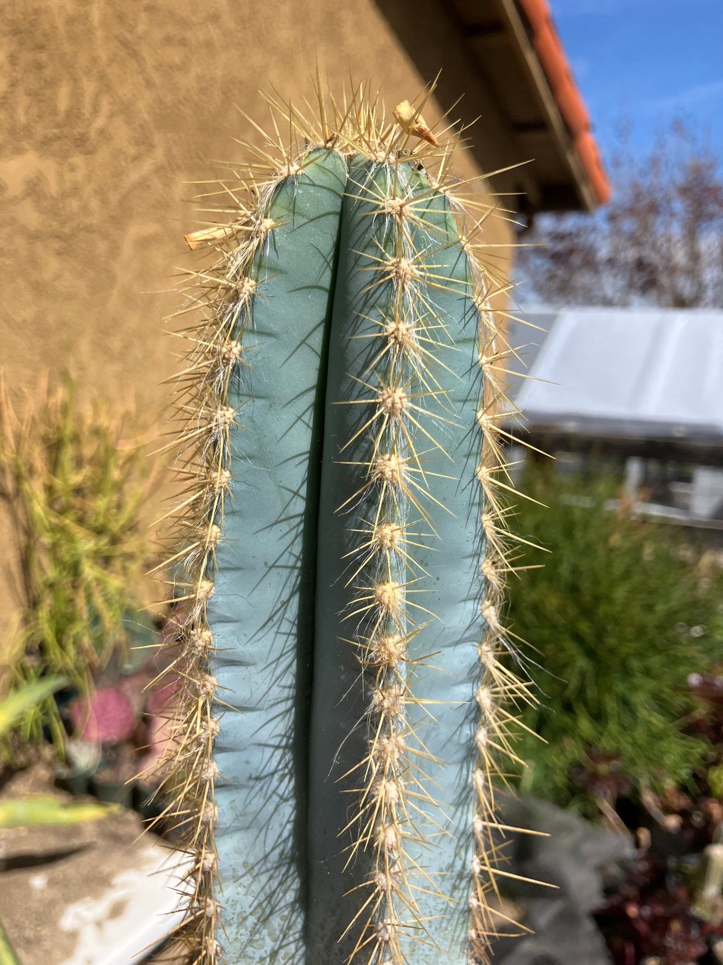 Pilosocereus Blue Azureus Cactus 17" Tall 10"Circumference #171Y