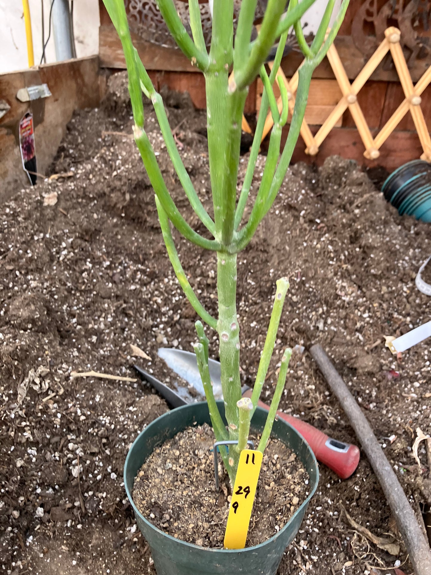 Euphorbia tirucalli Pencil Cactus 29"Tall 9"Wide #11Y