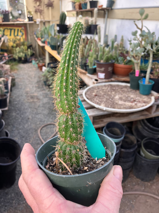 Golden Torch Cactus - Trichocereus spachianus 8”Tall #89G