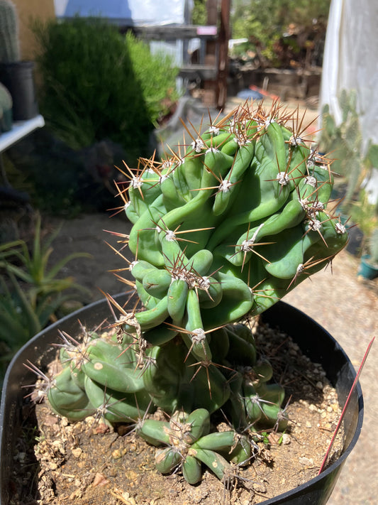Cereus Peruvianus Monstrose Night Blooming 7"Tall 6"Wide #76R
