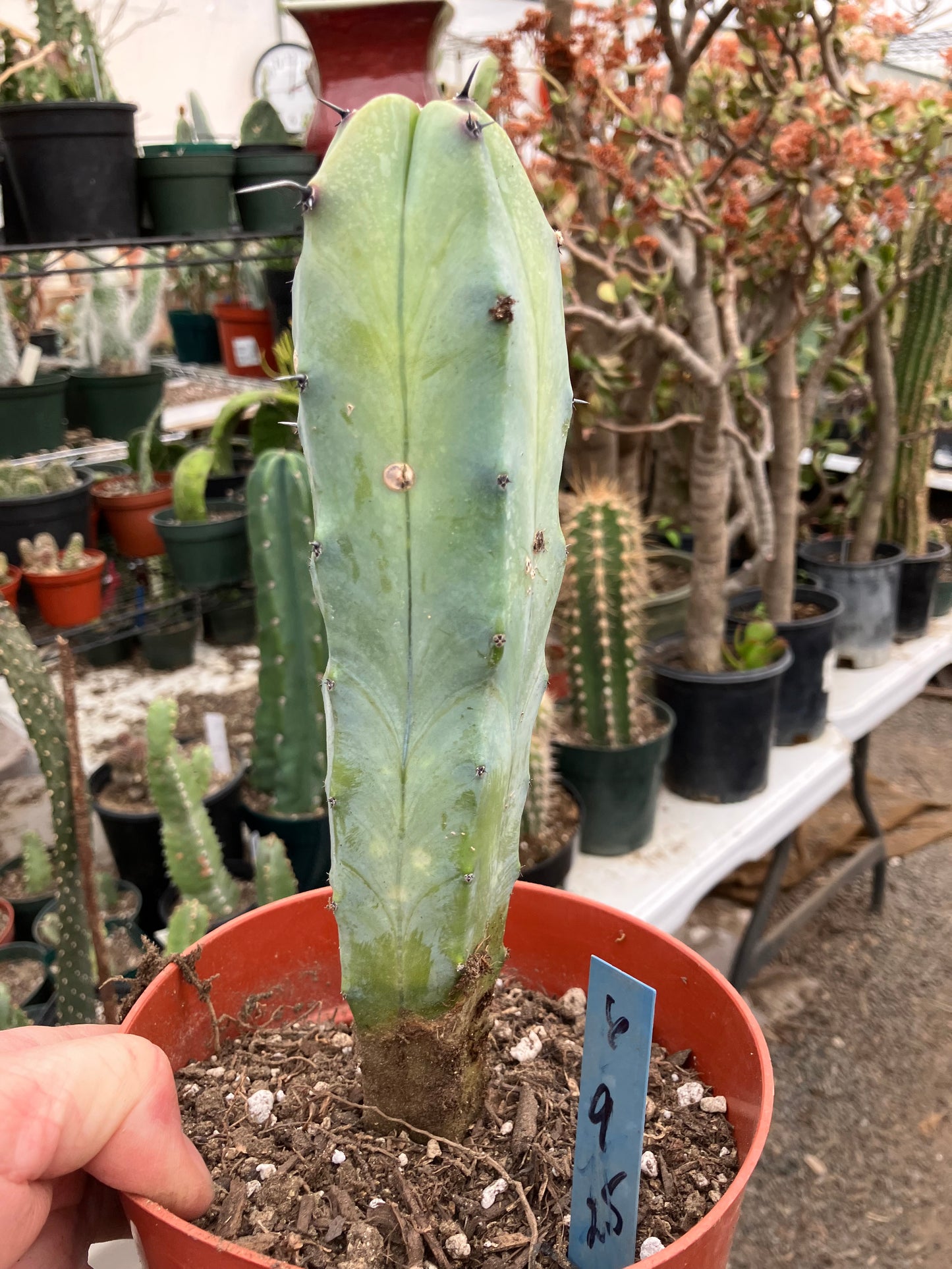 Myrtillocactus cochal Candelabra Cactus 9"Tall 2.5" Wide #6B