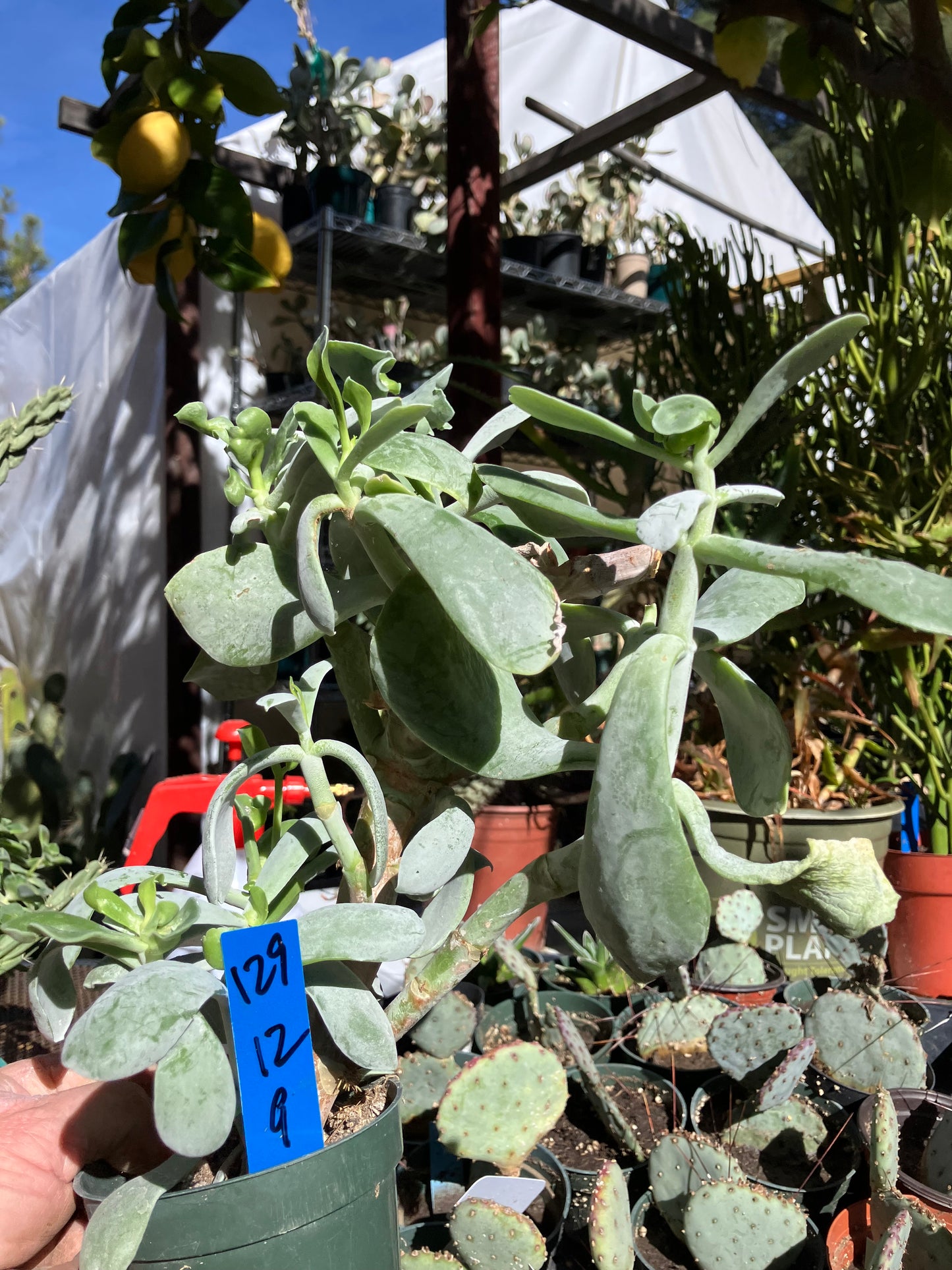 Cotyledon Silver Waves Succulent 12"Tall #129B