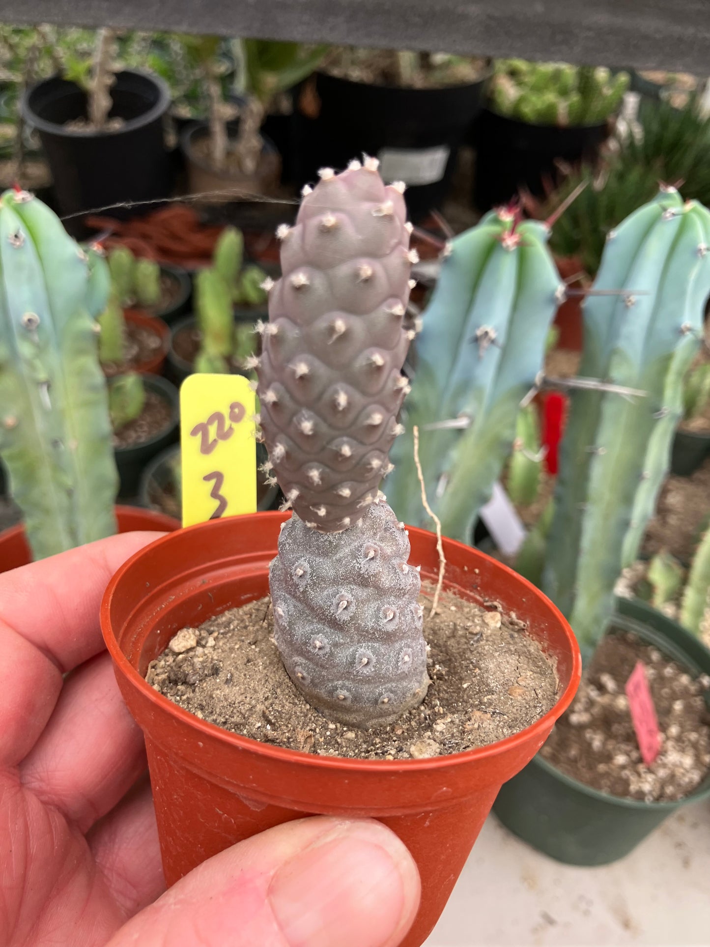 Pine Cone Cactus Tephrocactus~ articulatus var. diadematus Pinecone 3”Tall #220Y