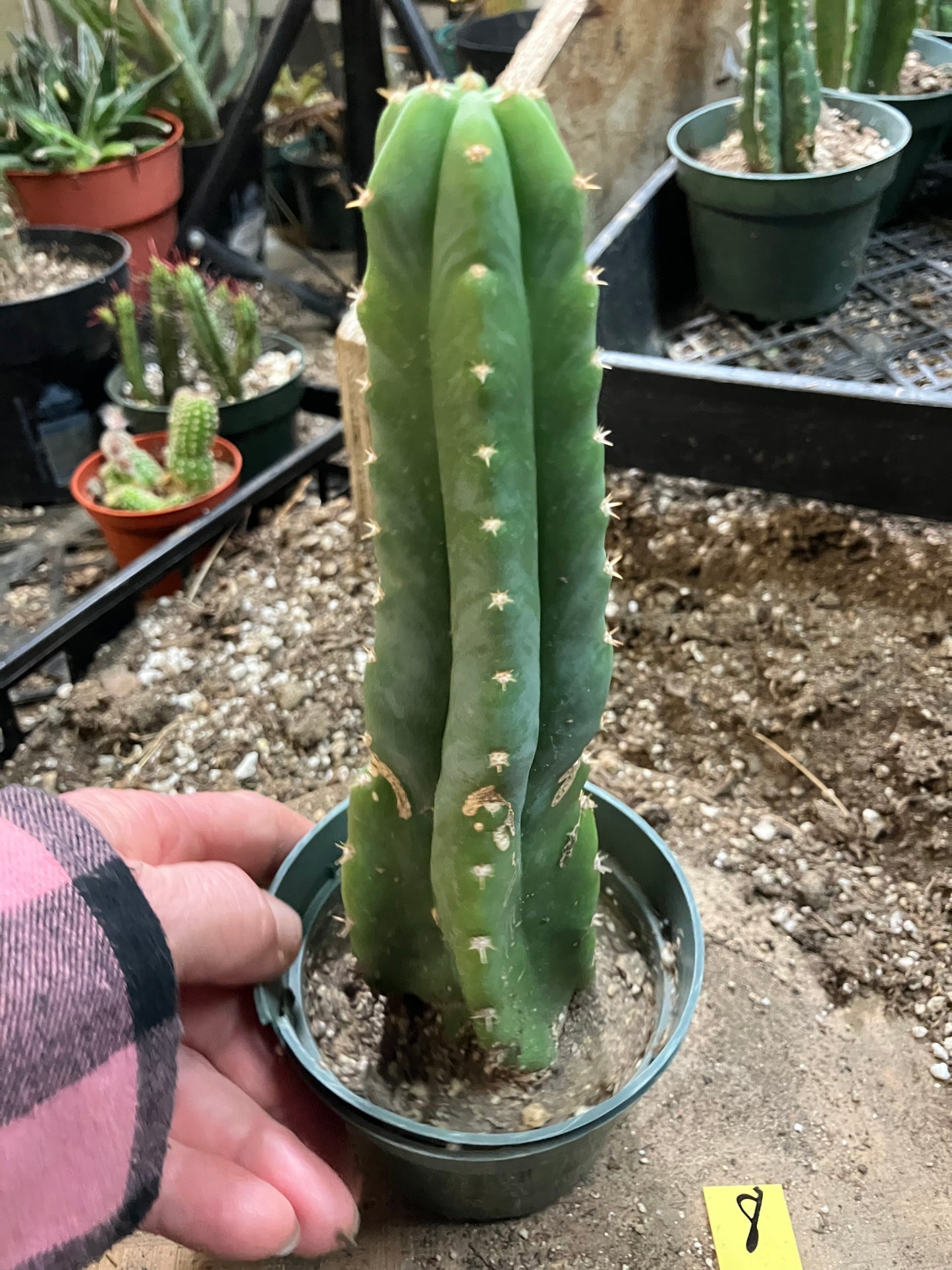 San Pedro Cactus - Trichocereus pachanoi 8" Tall #8Y