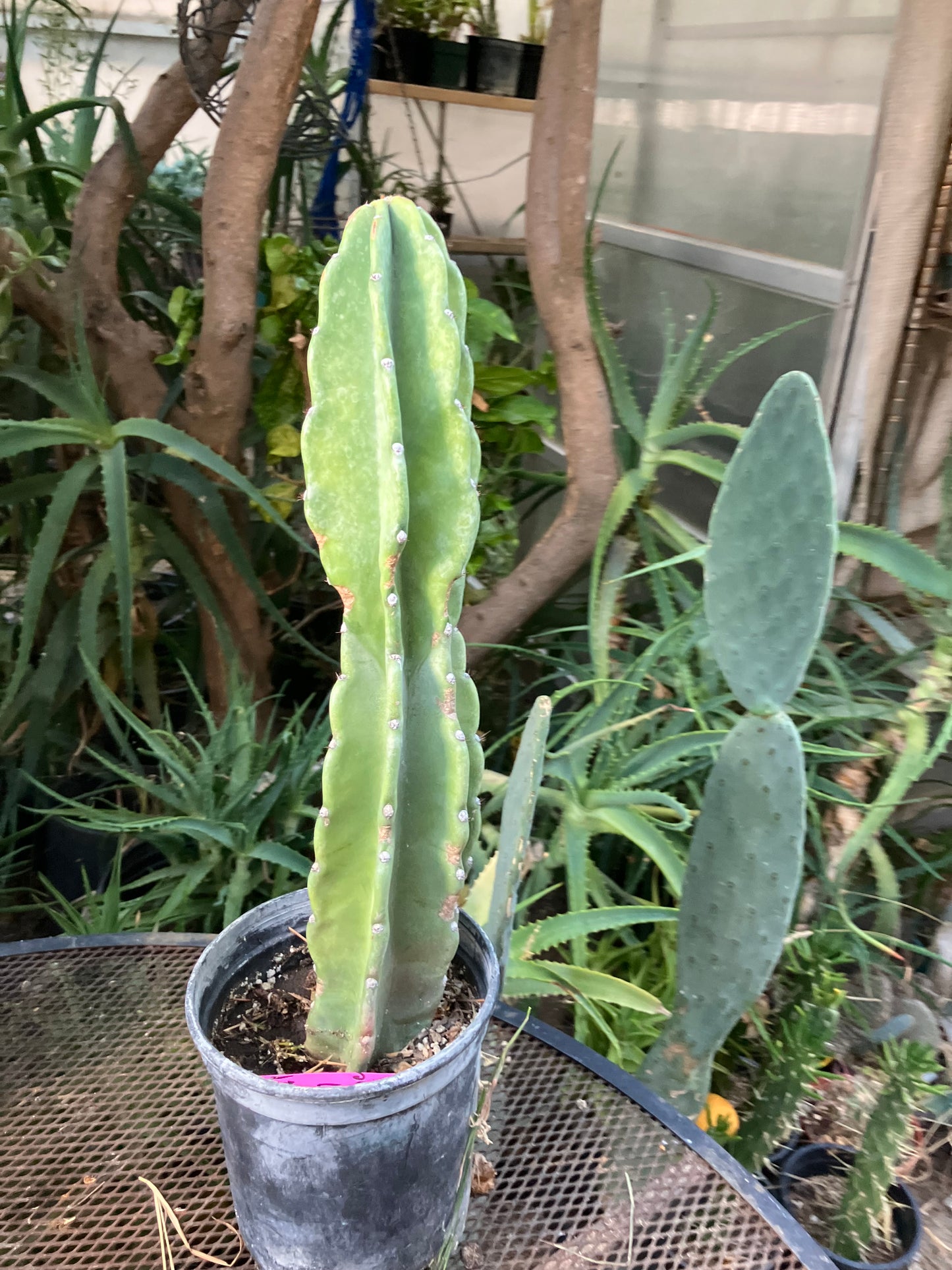 Cereus Peruvianus Night Blooming 17"Tall #011P