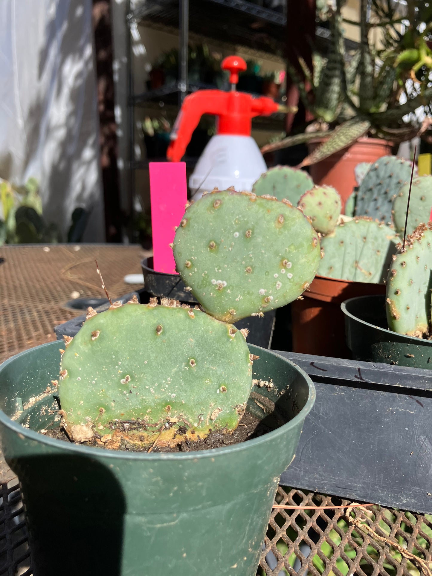Opuntia Santa Rita Purple Prickly Pear 3.5”Tall #2W