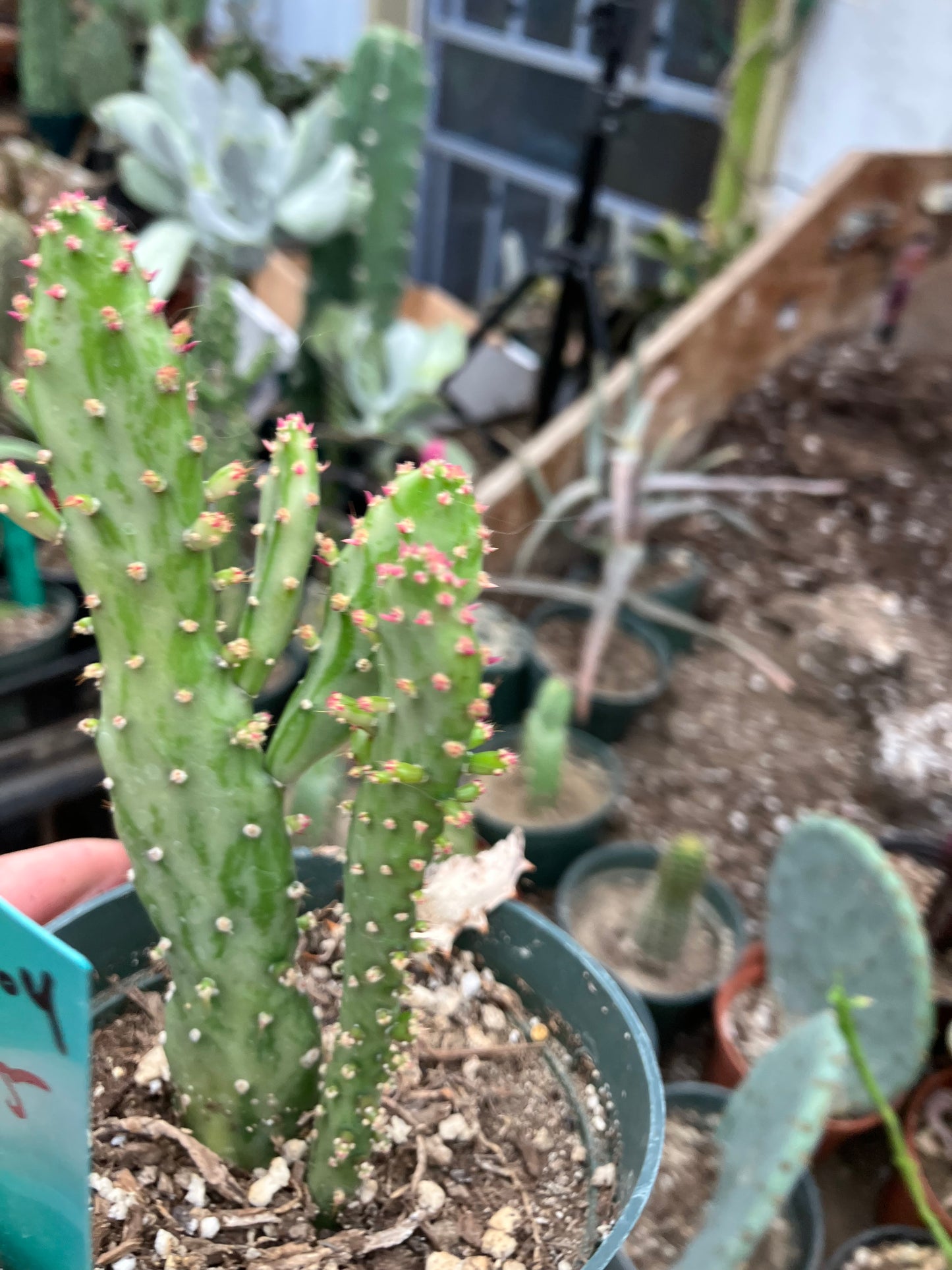 Opuntia monacantha "Joseph's Coat" Cactus 5"Tall #304G