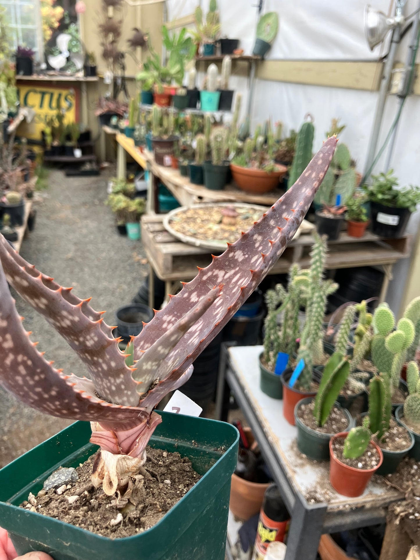 Aloe maculata Soap Aloe 7"Wide Succulent Cactus #7w