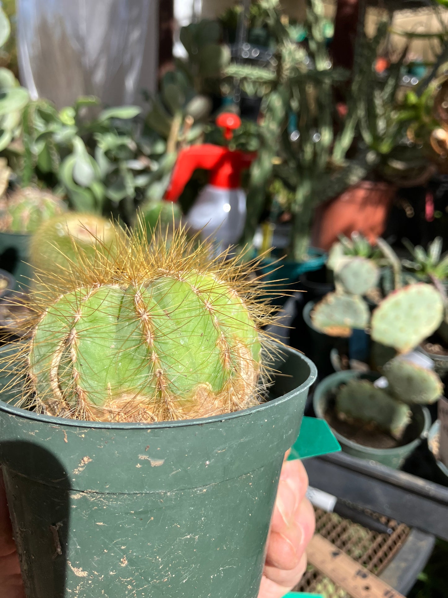 Notocactus Magnificus  Balloon Cactus Fast Grower  2.5" Wide #1G
