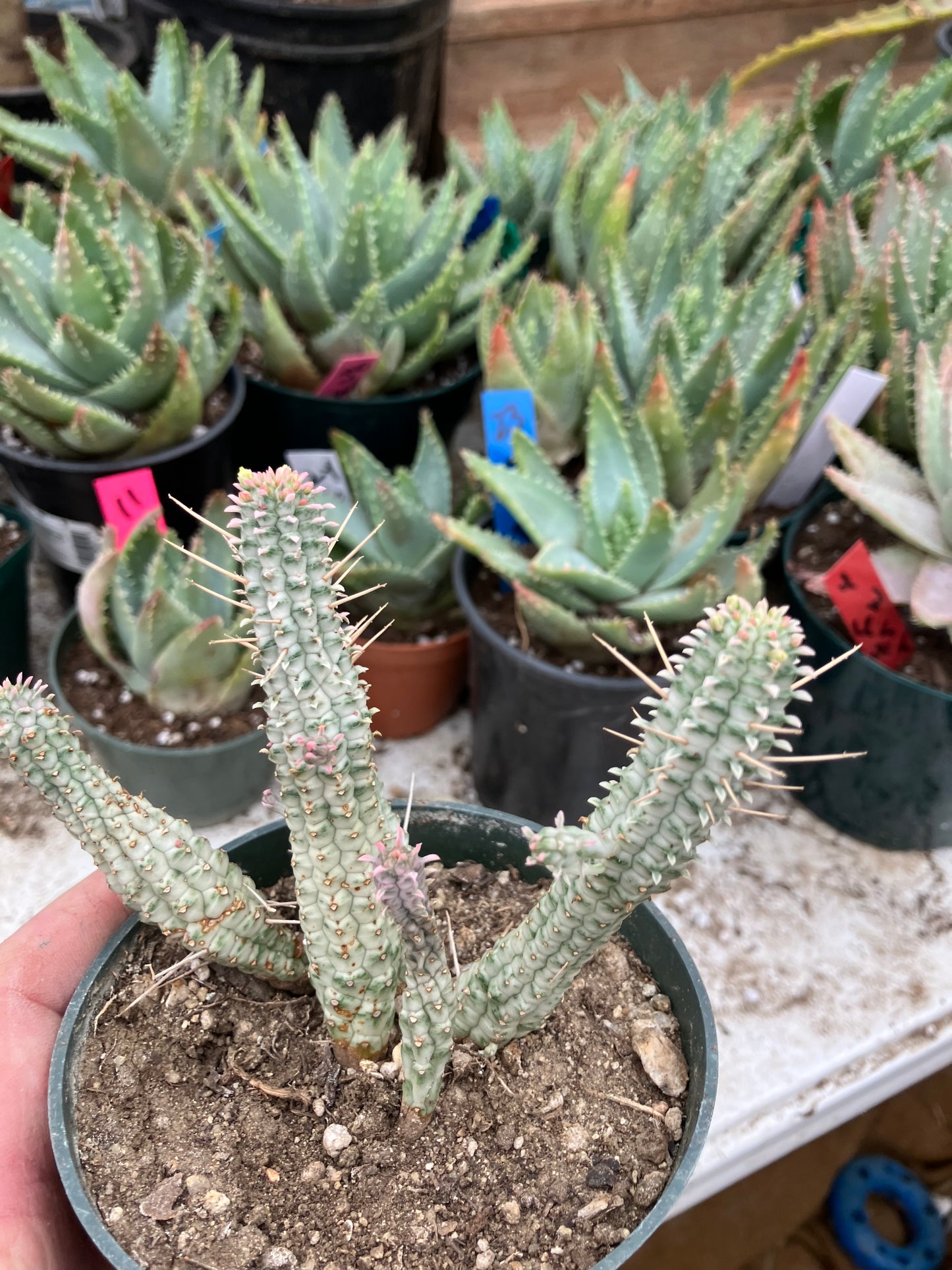 Euphorbia mammillaria variegata Corn Cob 4"Tall #10W