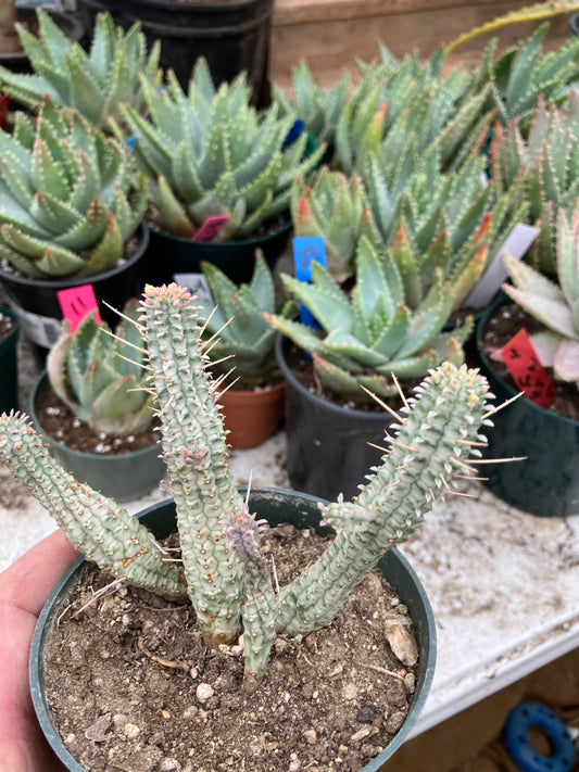 Euphorbia mammillaria variegata Corn Cob 4"Tall #10W