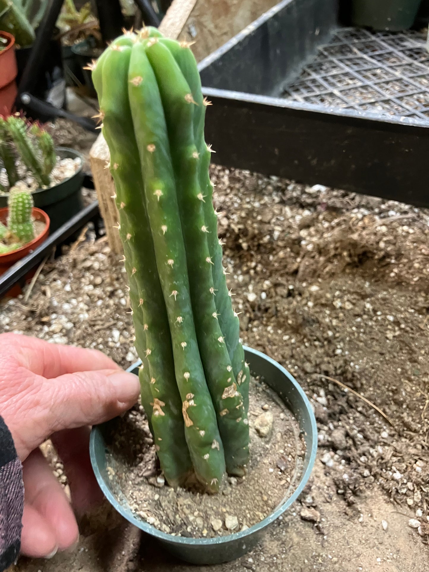 San Pedro Cactus - Trichocereus pachanoi 7"Tall #8W
