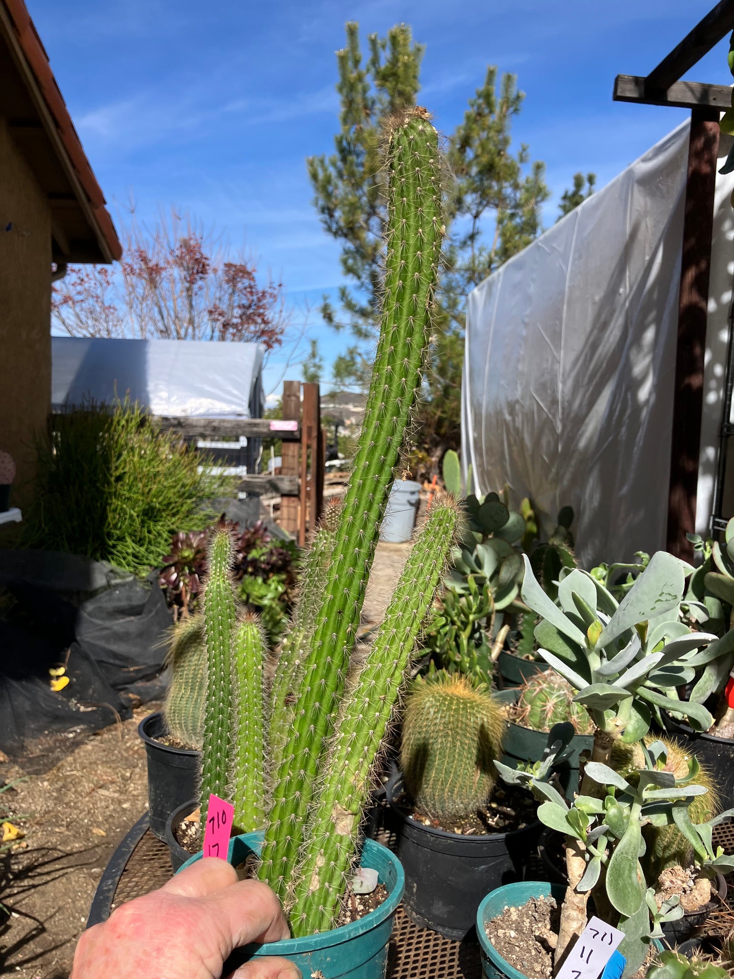 Echinocereus pensilis Snake Cactus Plant 17,10"Tall #710P
