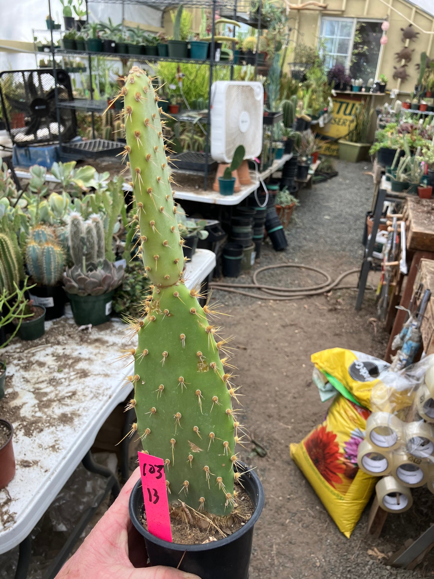 Opuntia engelmannii "Texas Prickly Pear" 13"Tall #103P