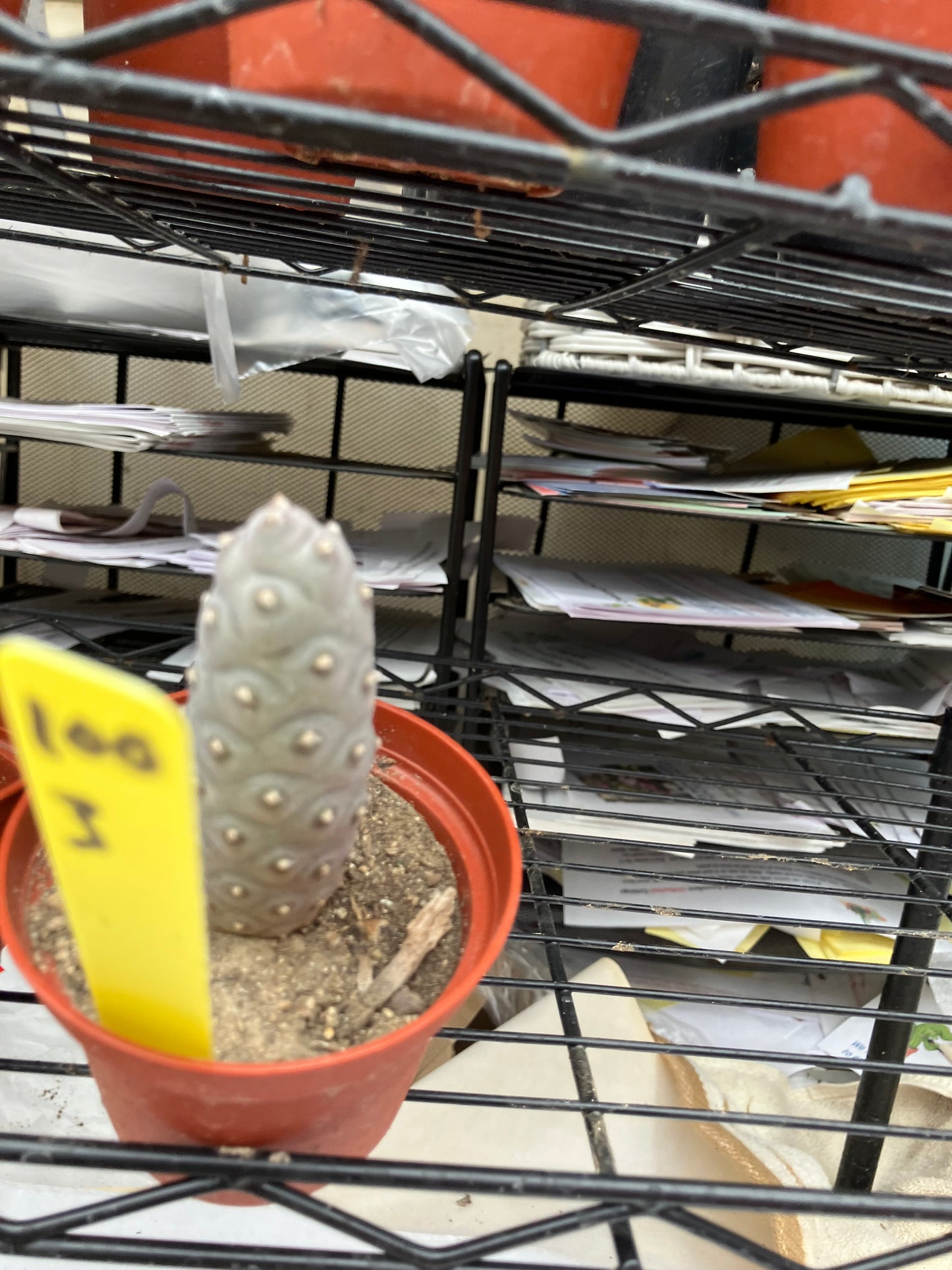 Pine Cone Cactus Tephrocactus~ articulatus var. diadematus Pinecone 3"Tall #100Y
