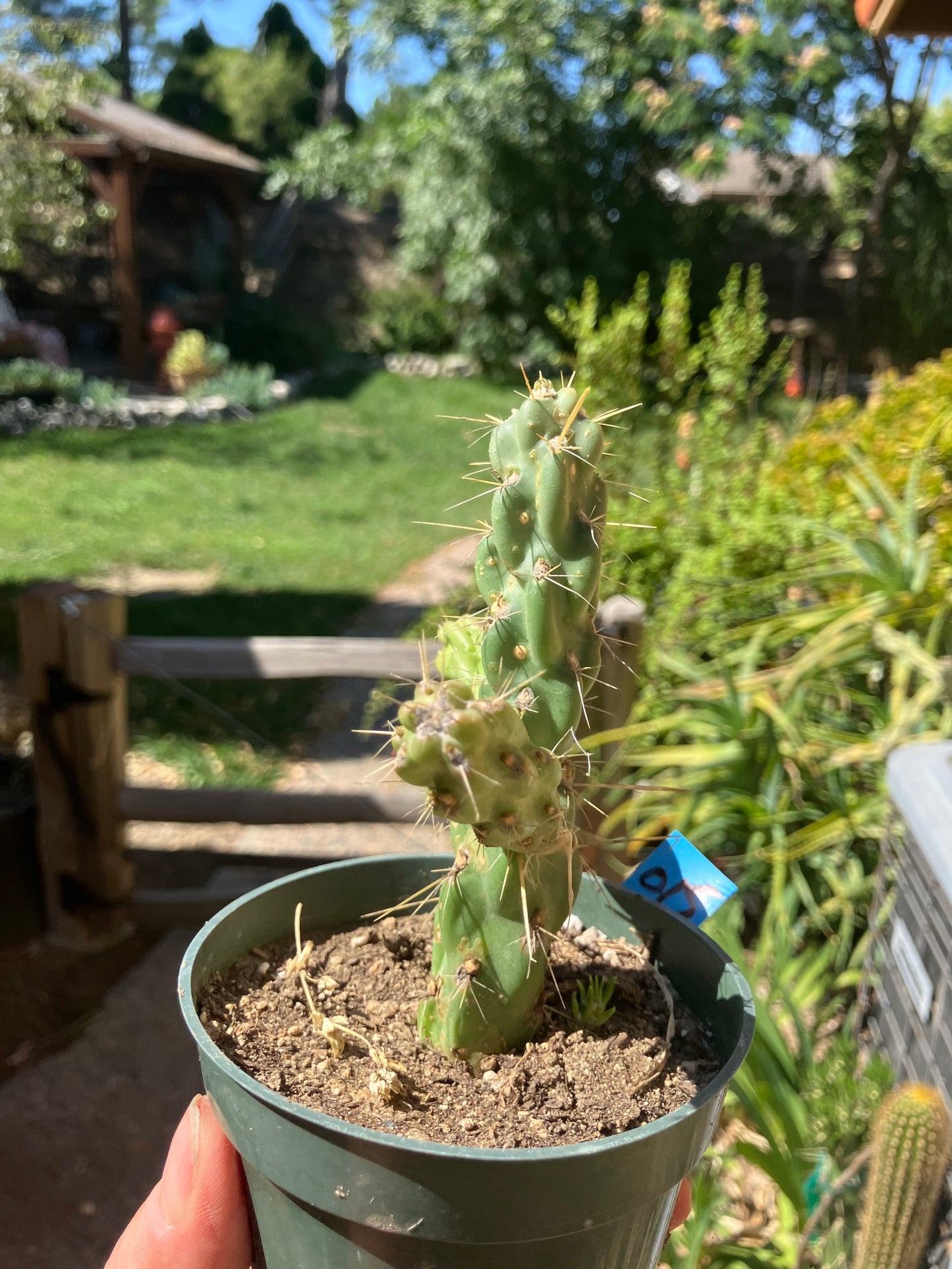 Cholla Cylindropuntia Buckhorn Cactus 5”Tall #015B