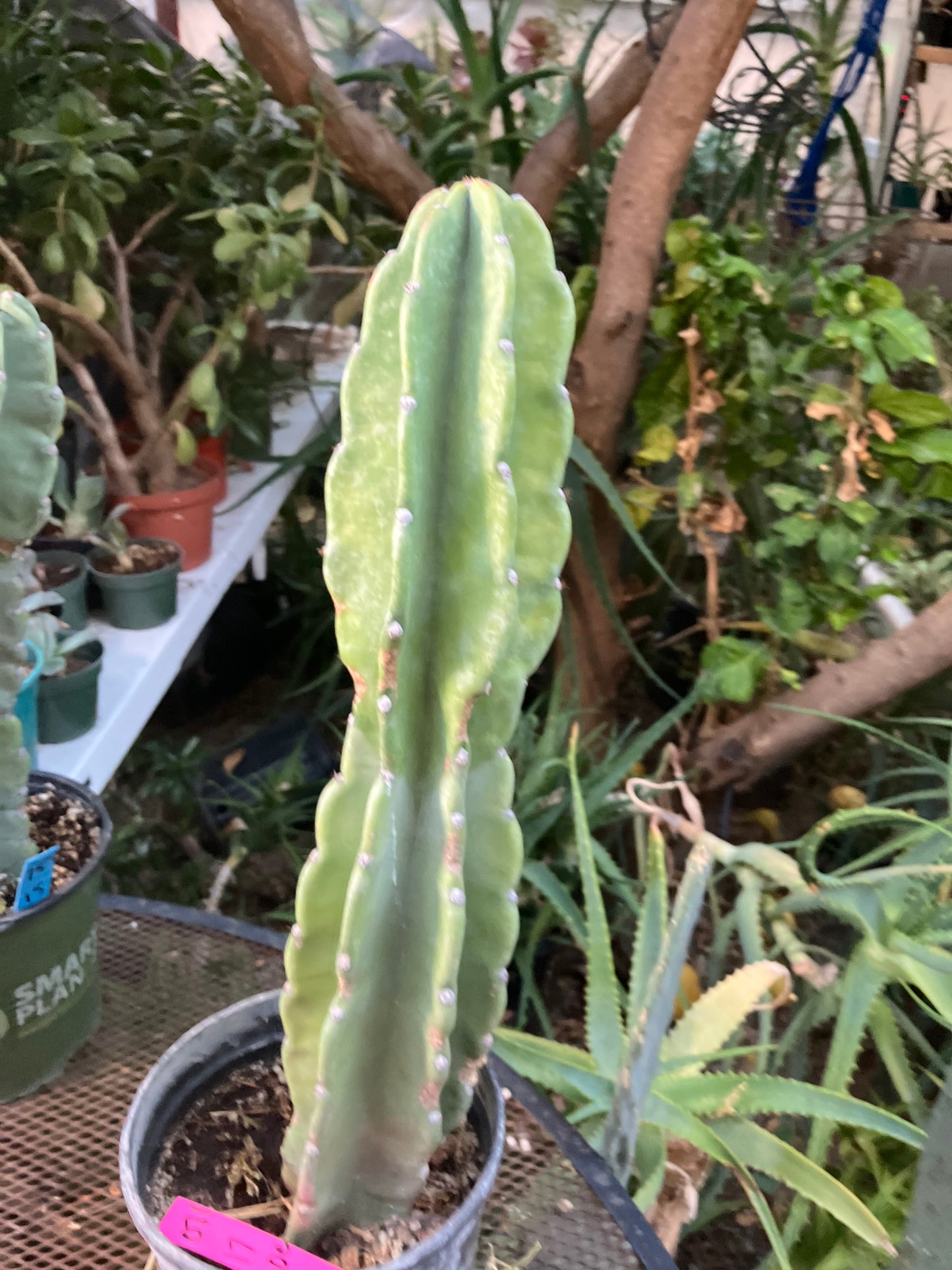 Cereus Peruvianus Night Blooming 17"Tall #011P