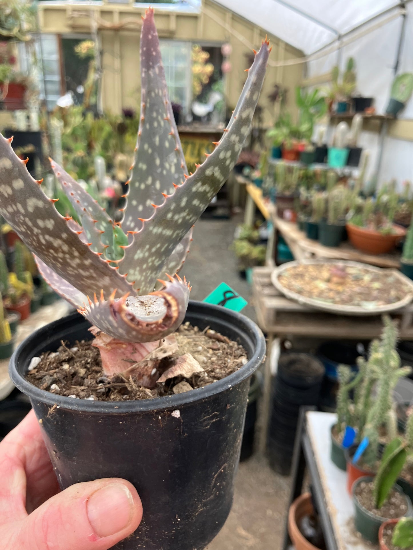 Aloe maculata Soap Aloe 8"Wide Succulent Cactus #8G