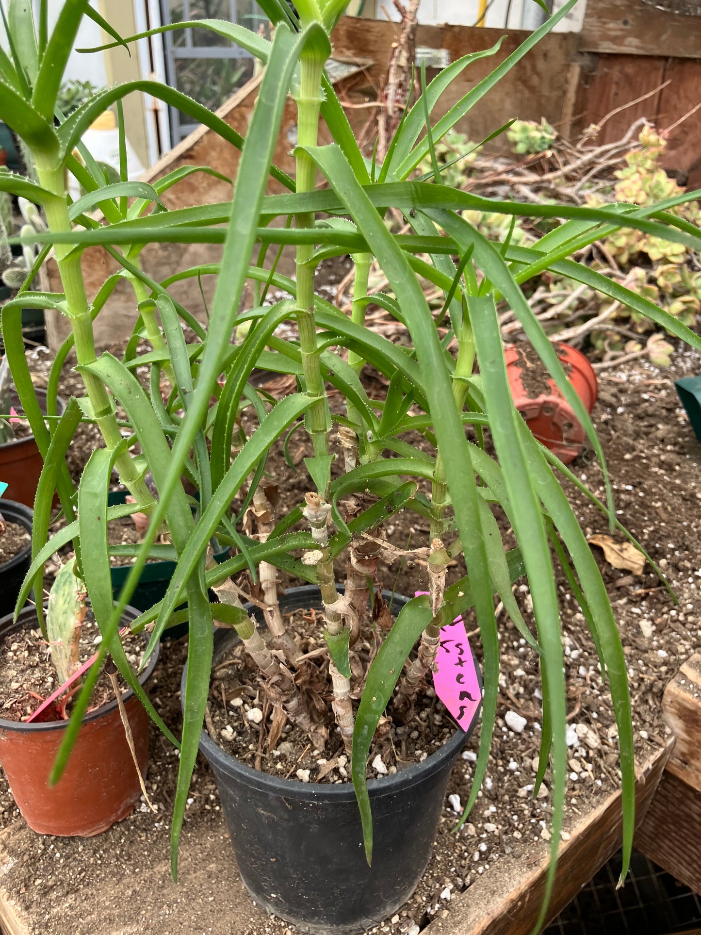 Aloe Ciliaris Climbing Succulent 12”Tall 5"Wide #12P