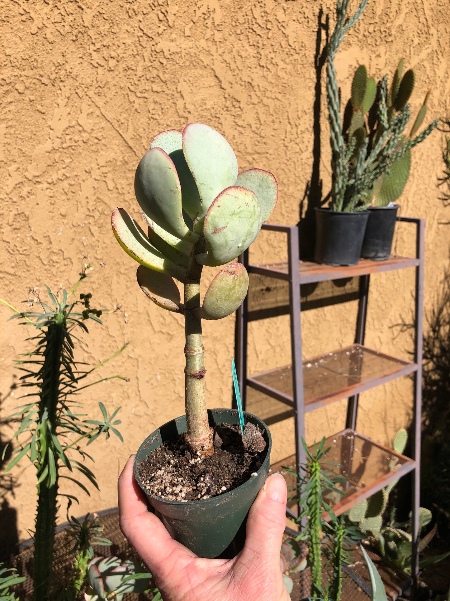 Crassula arborescens Silver Dollar 9”Tall #51G*