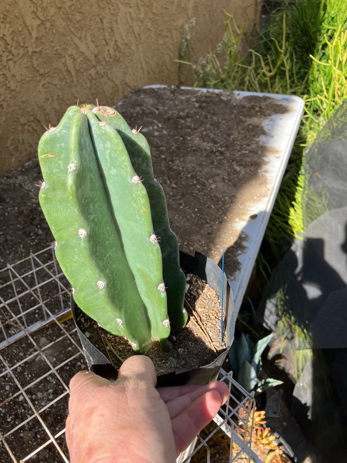 Cereus Peruvianus Night Blooming 8”Tall #80B