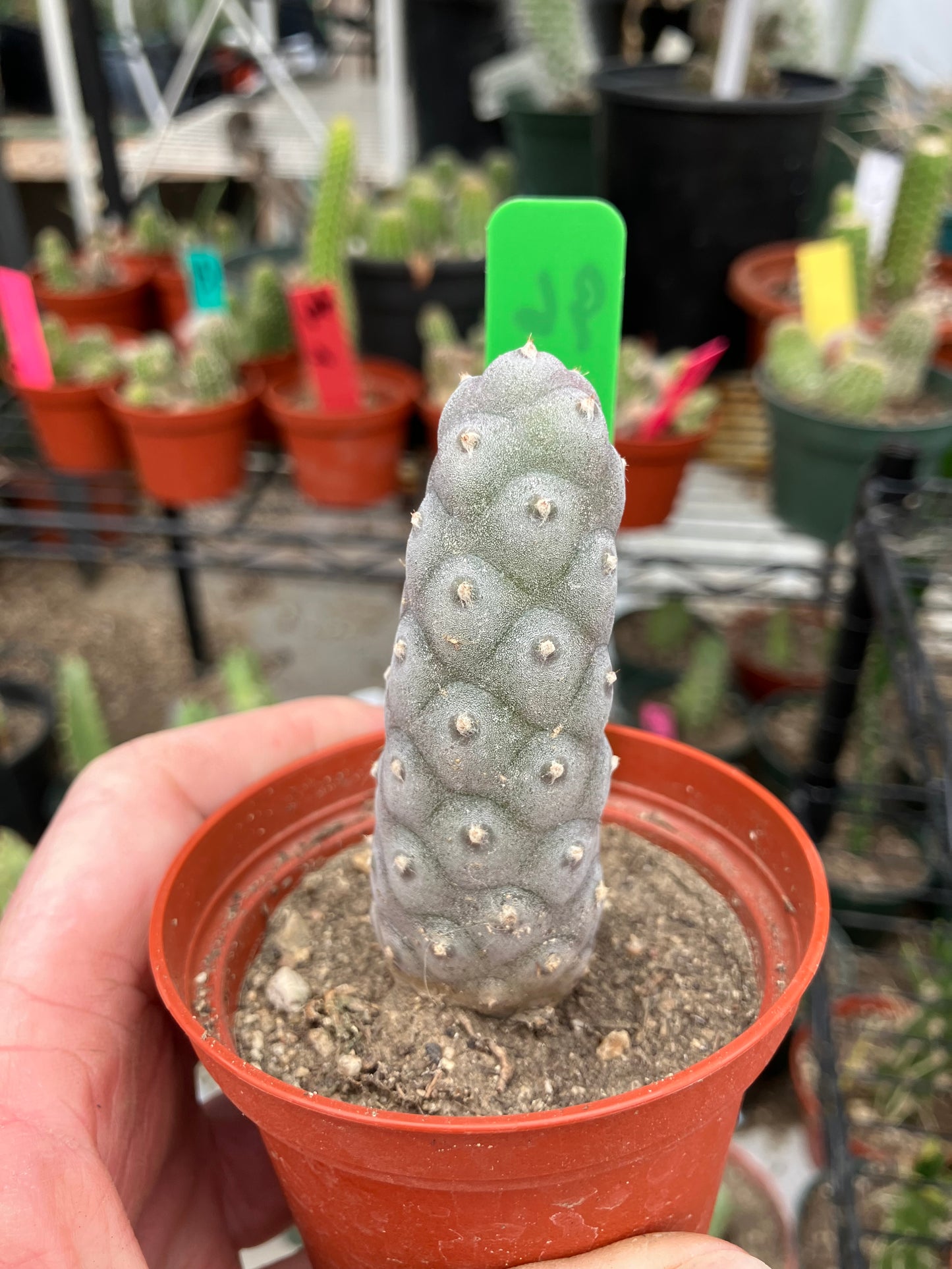 Pine Cone Cactus Tephrocactus~ articulatus var. diadematus Pinecone 3"Tall #96G