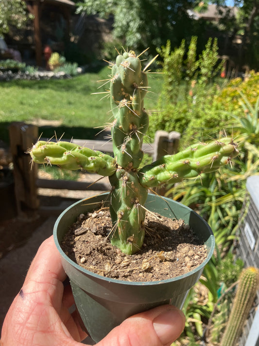 Cholla Cylindropuntia  Buckhorn  Cactus 5”Tall #015B
