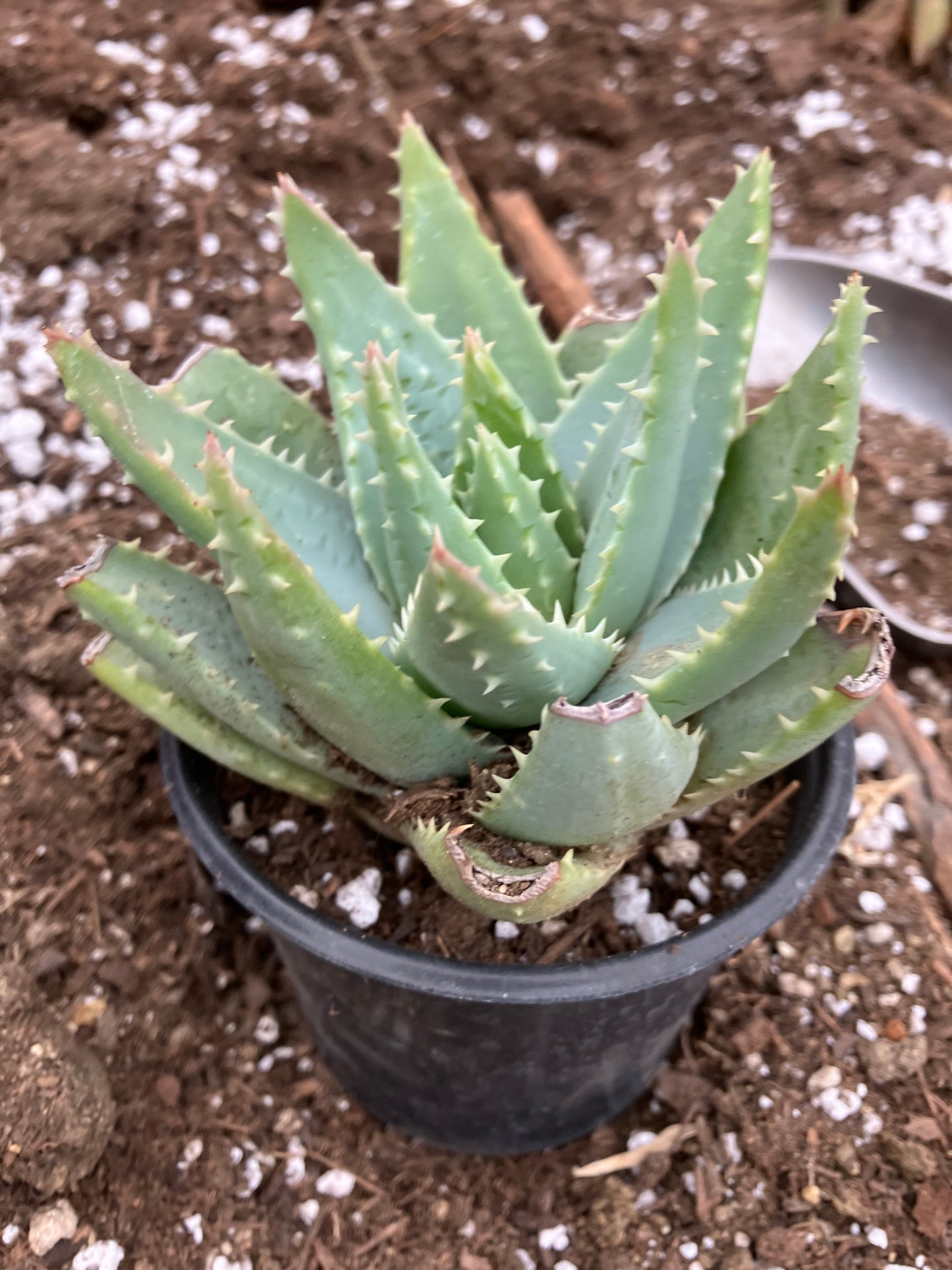 Aloe Brevifolia Short Leaf Aloe Succulent 5" Wide #18B