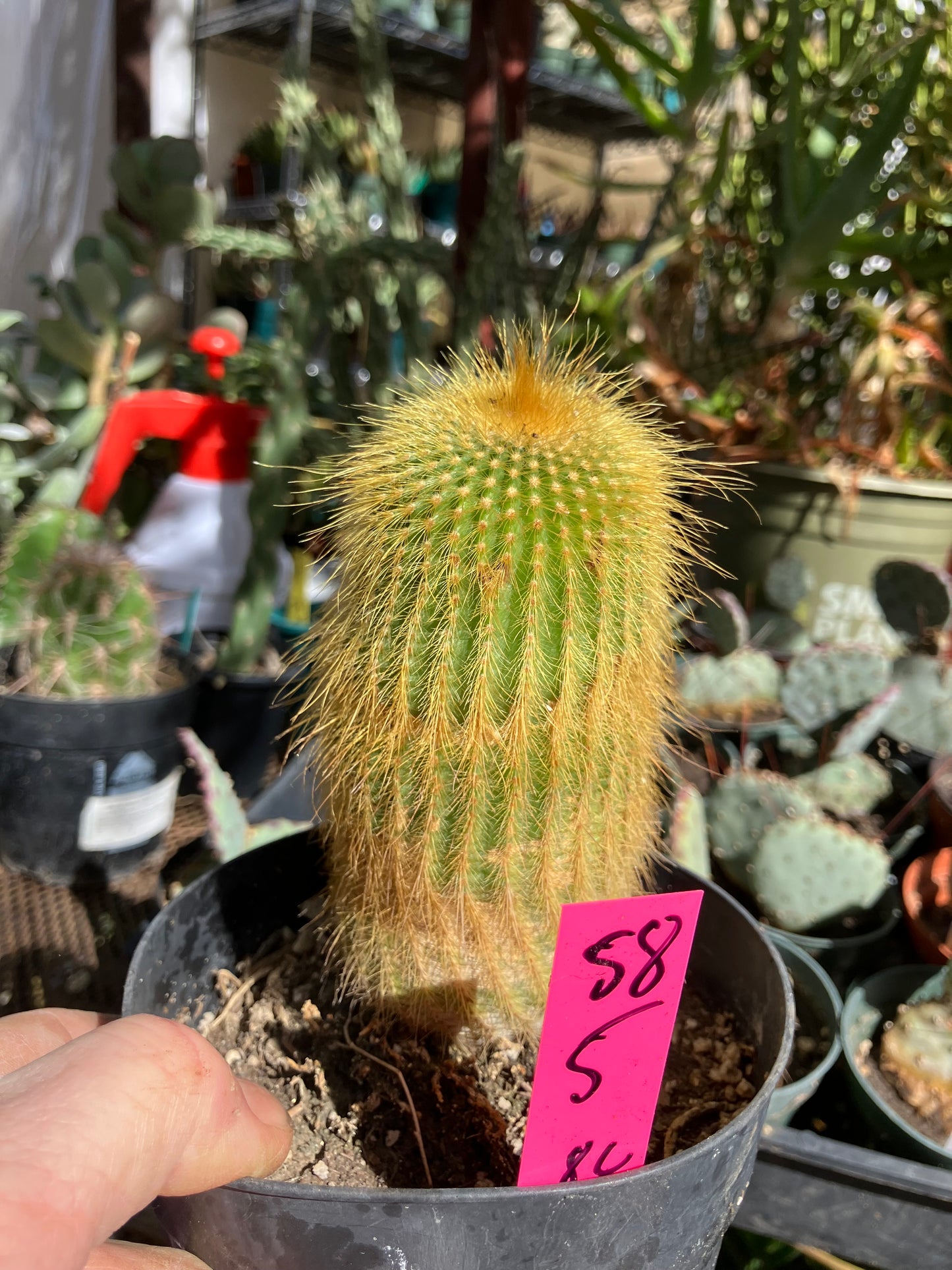 Notocactus leninghausii 5"Tall Cactus #58P