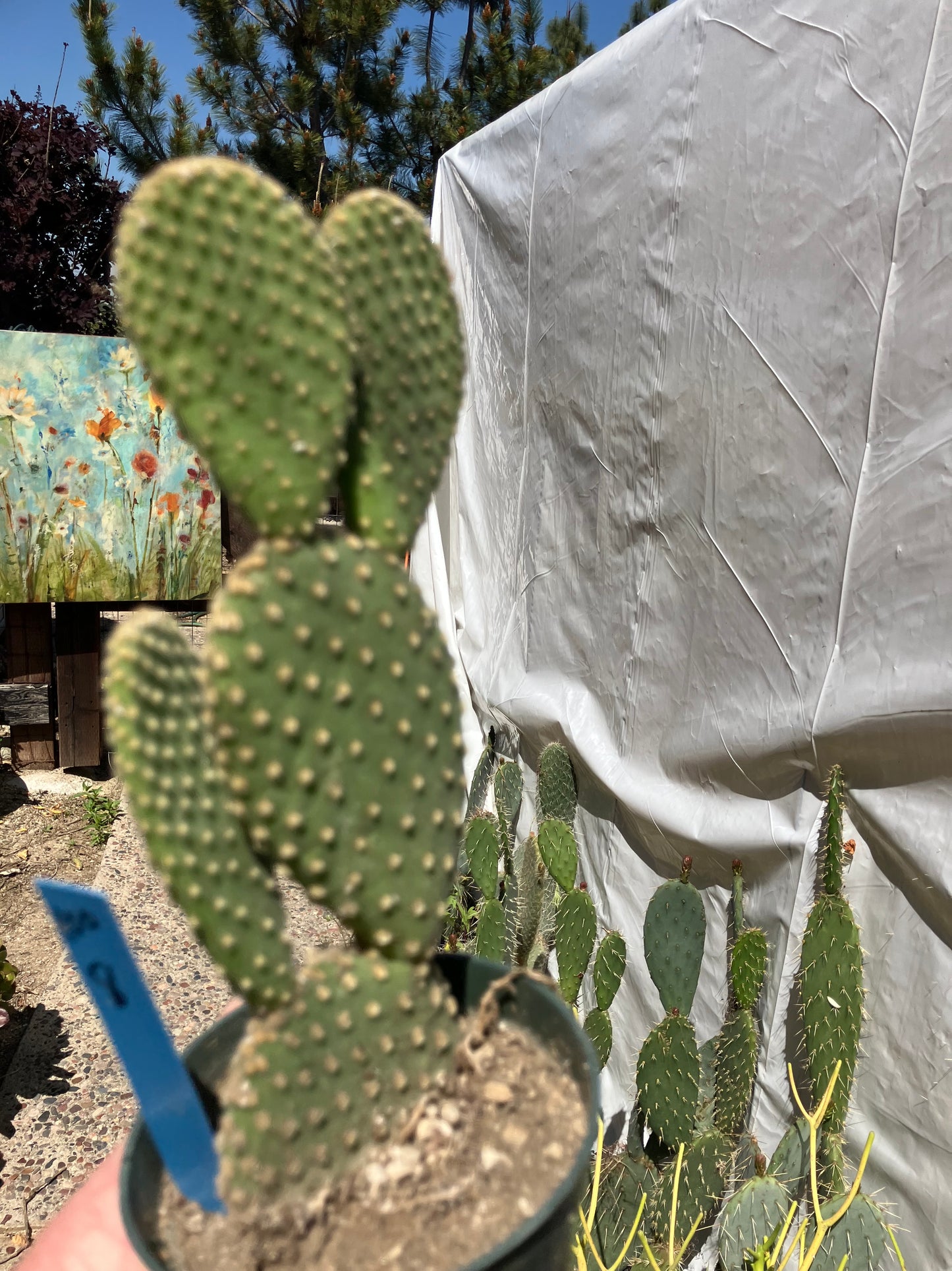 Opuntia microdasys Off White Bunny 8"Tall #100B