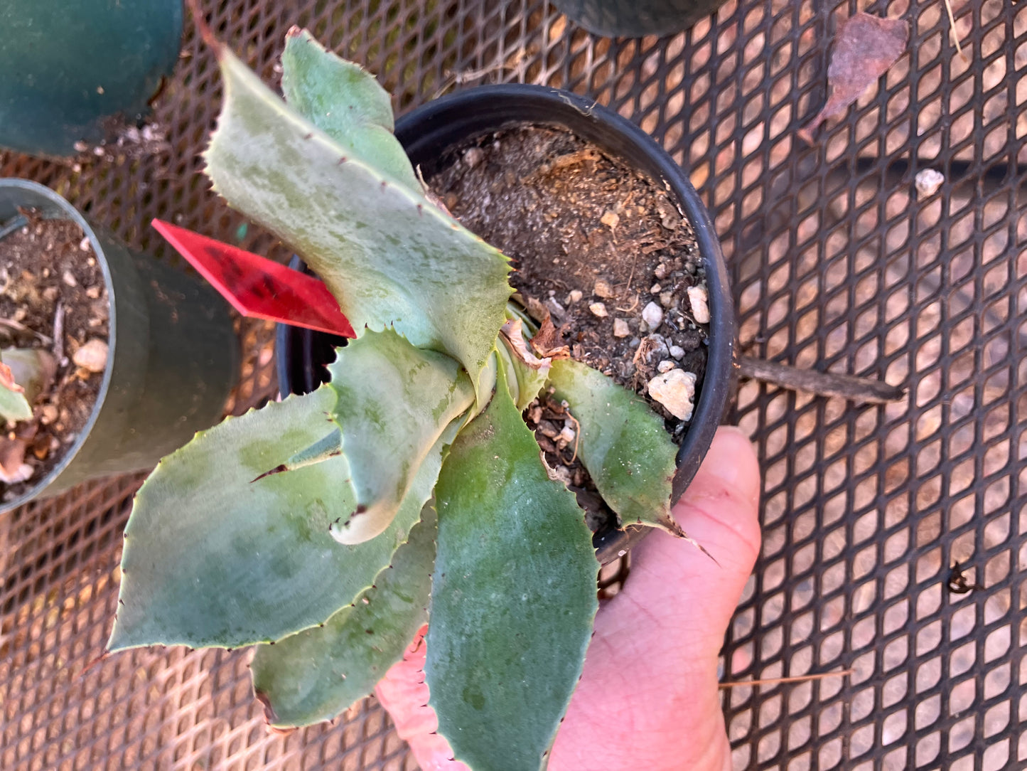 Agave parryi var. truncata Artichoke agave Cold Hardy 5"Wide #05R