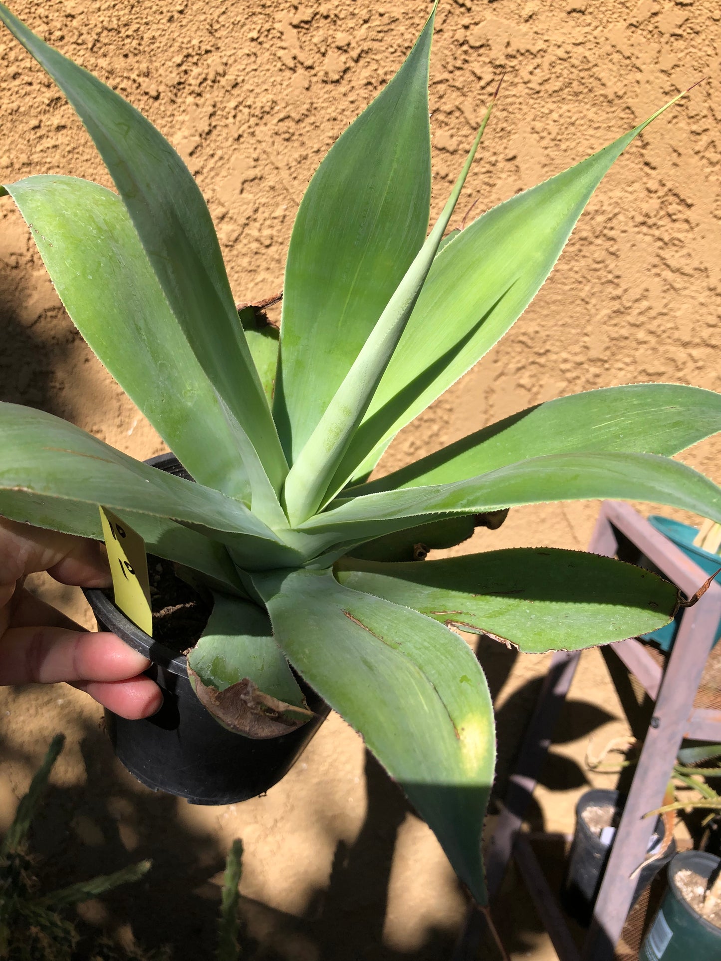 Agave~ Fox Tail Agave Attenuata 10"Wide #10Y