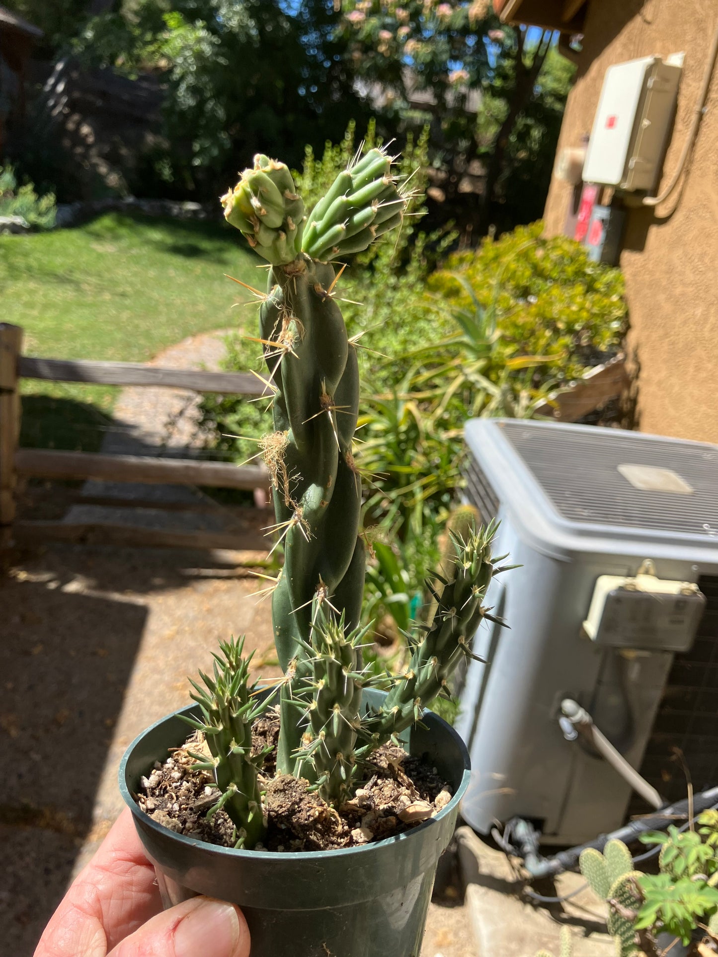 Cholla Cylindropuntia Buckhorn Cactus 9”Tall #78G