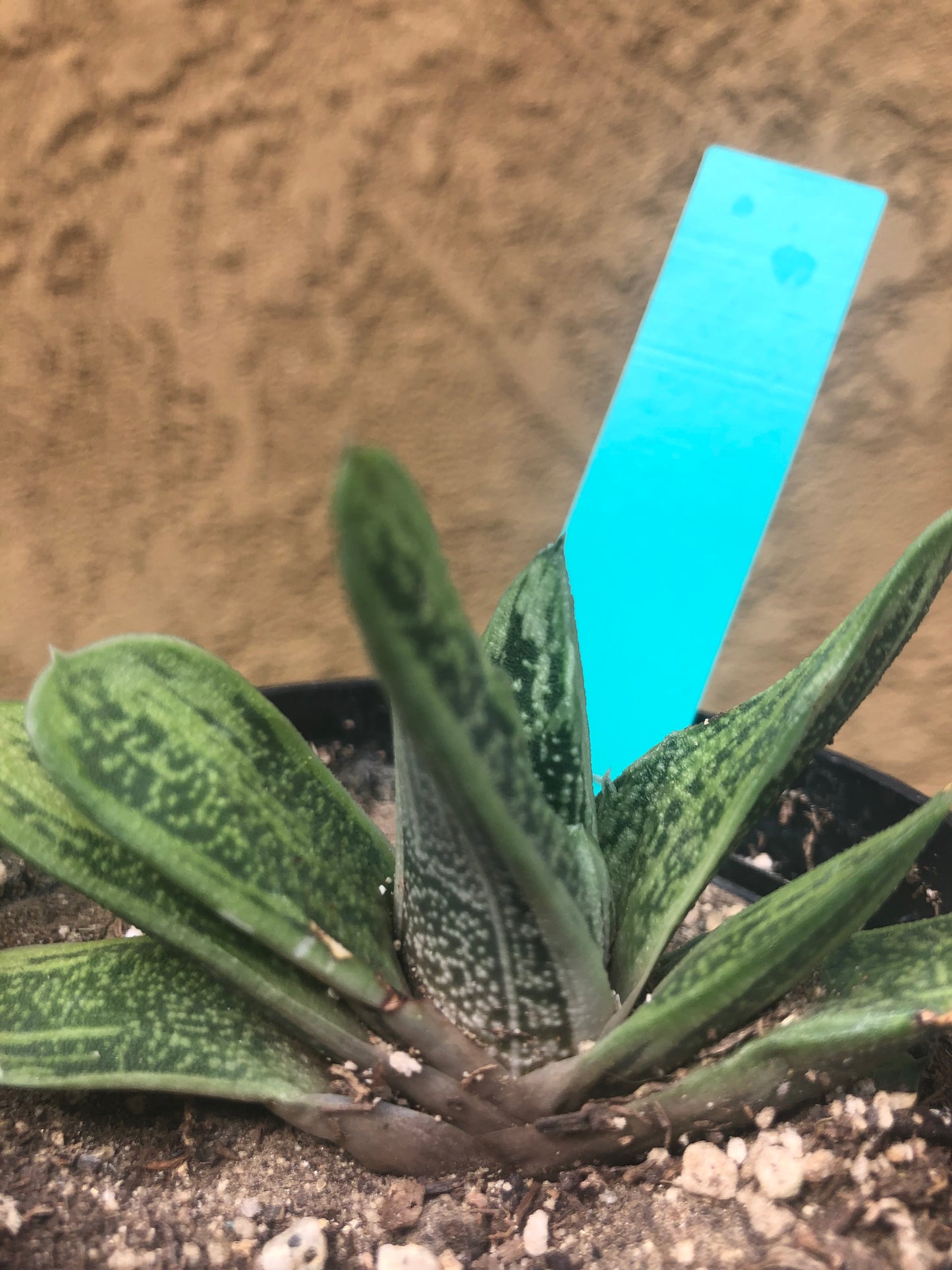Gasteria Succulent Little Warty 3”Wide #13G