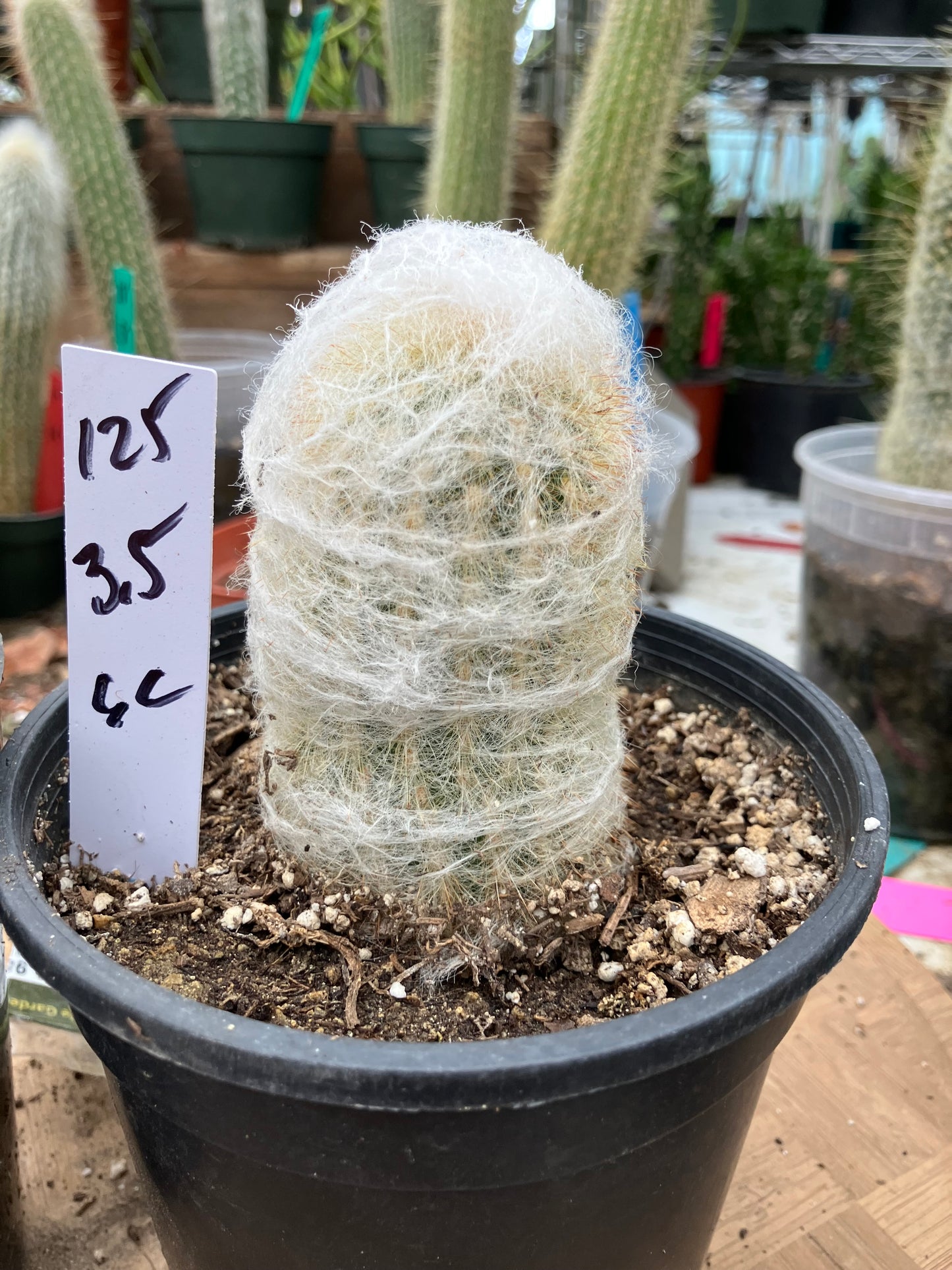 Espostoa lanata Old Man of the Mountain 3.5"Tall 6"Circumference #125W